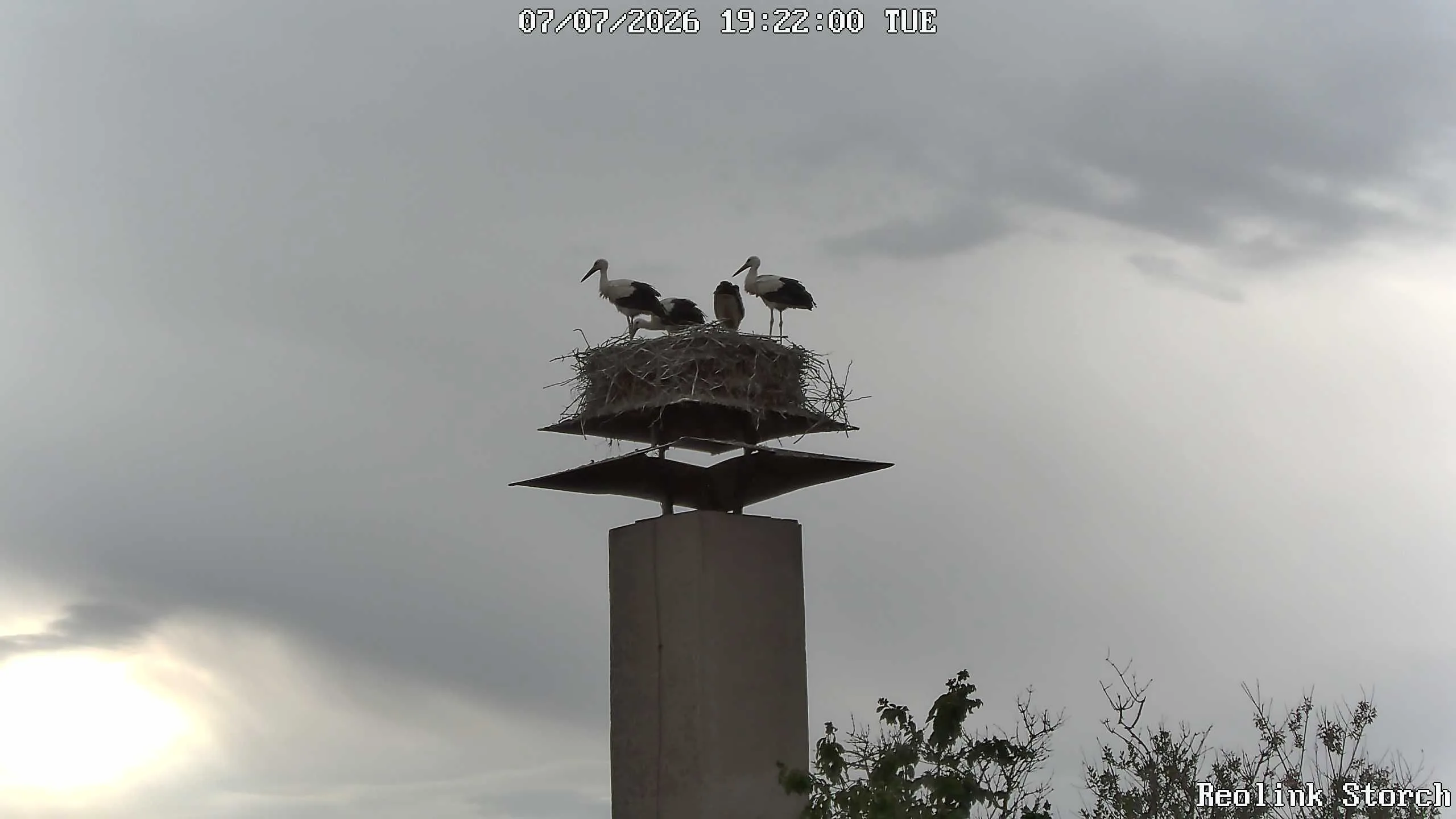 Storchencam Bild
