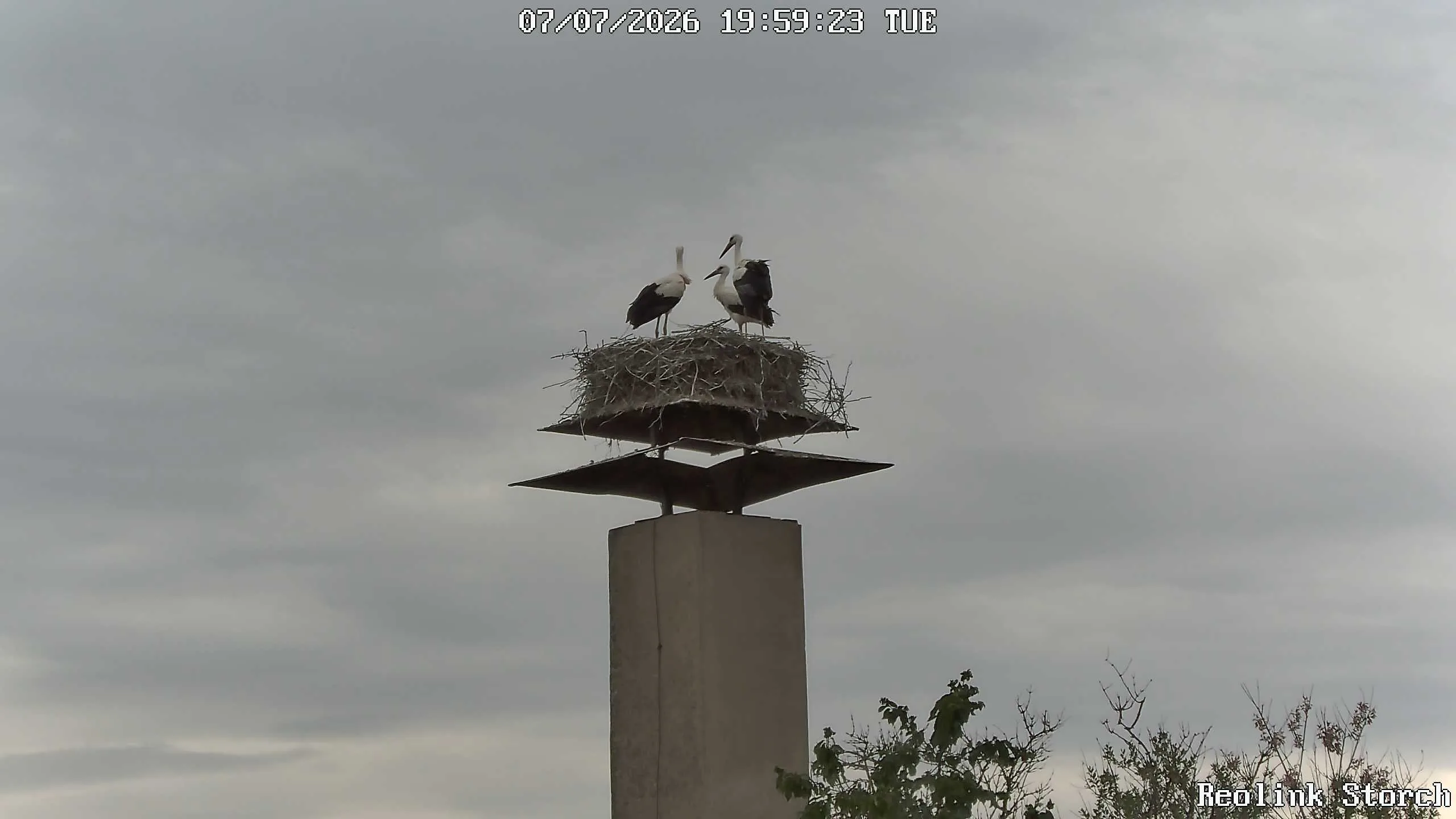 Storchencam Bild