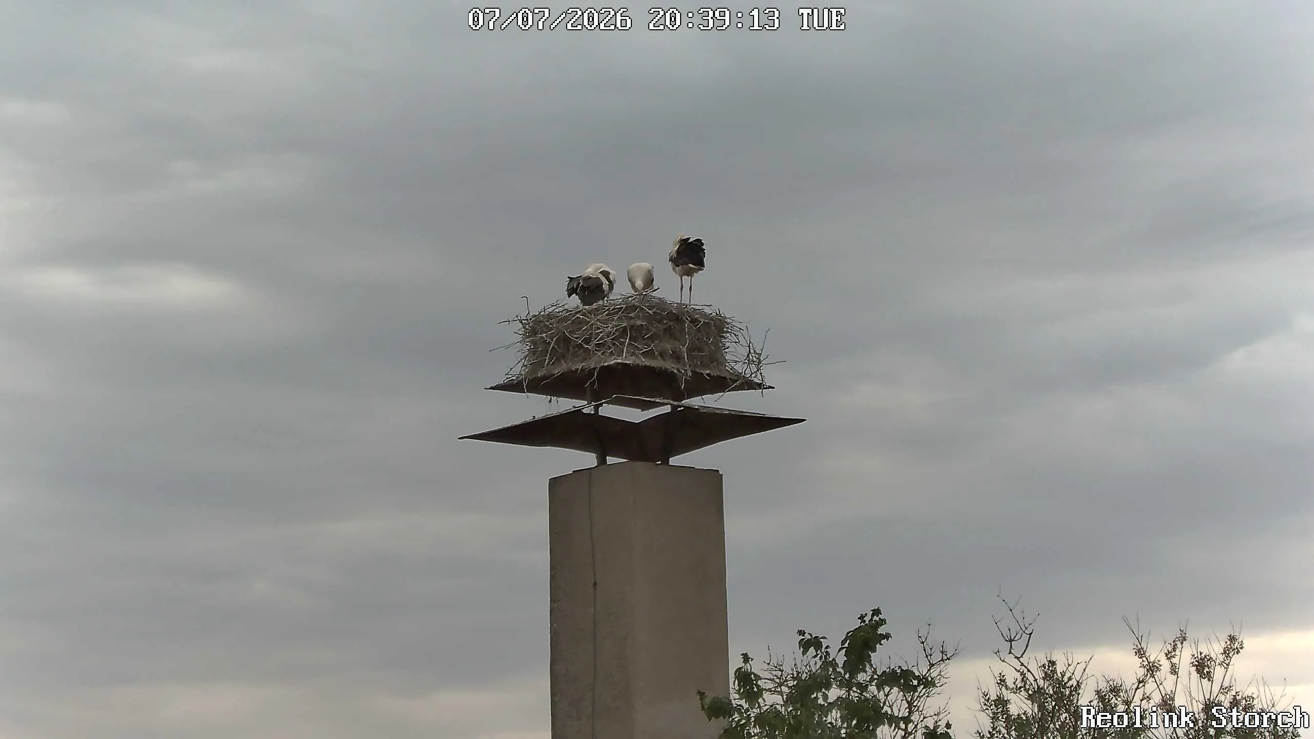 Storchencam Bild
