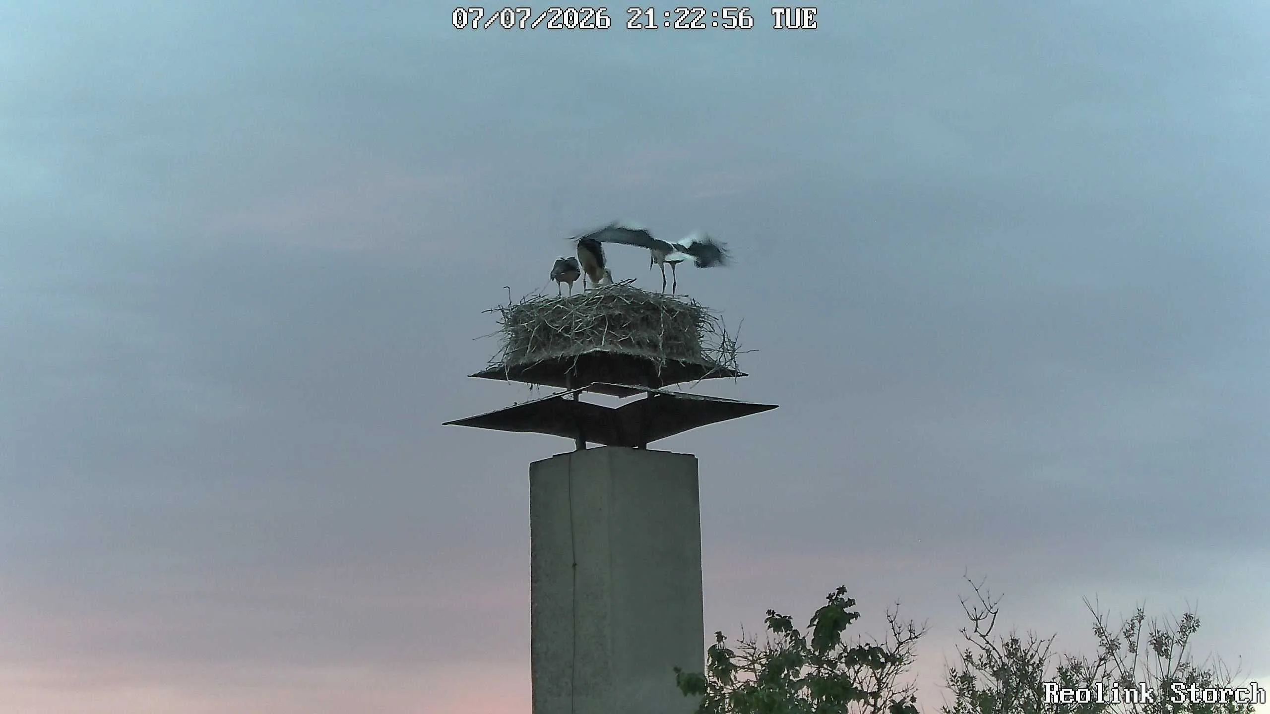 Storchencam Bild