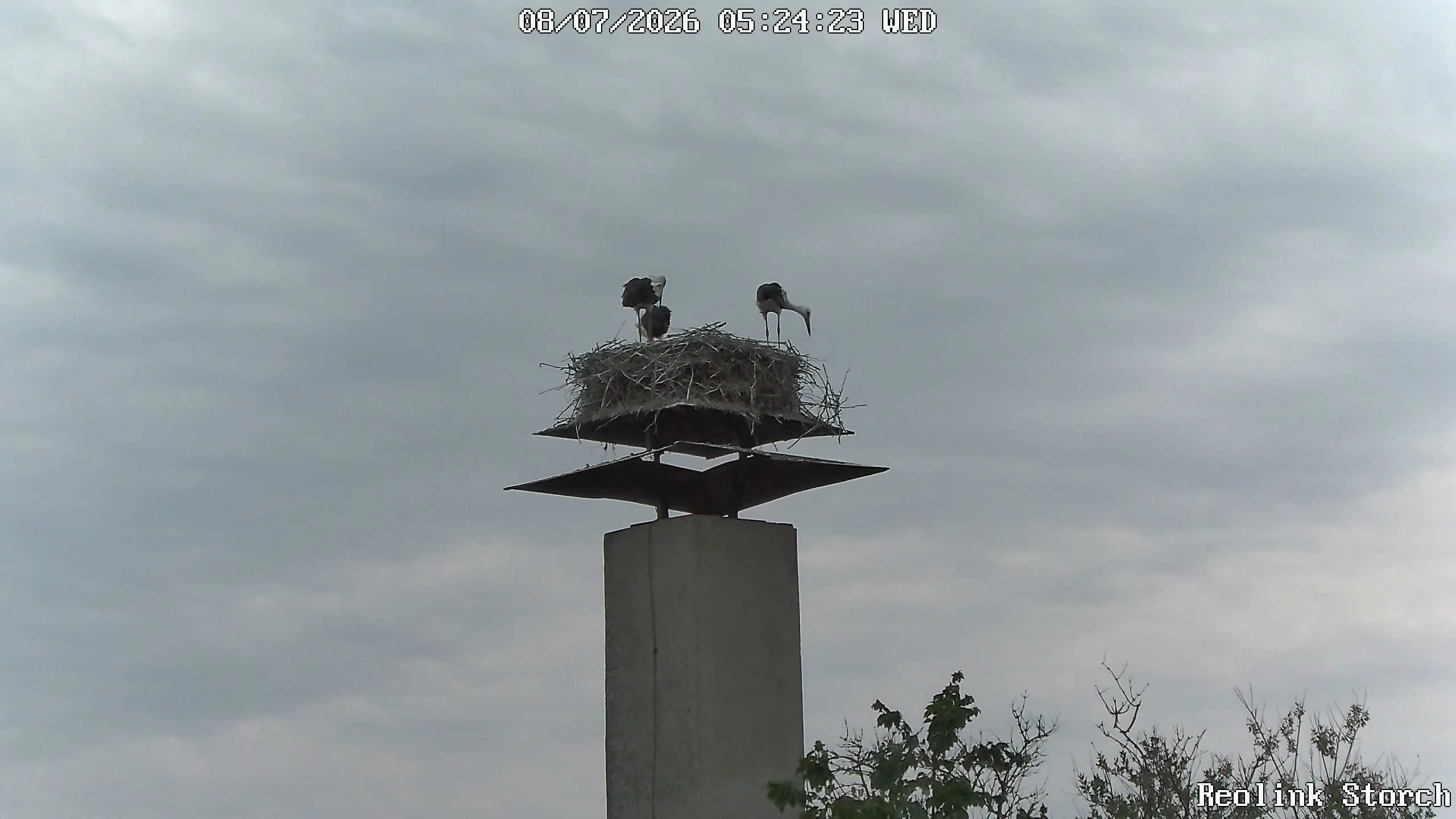 Storchencam Bild