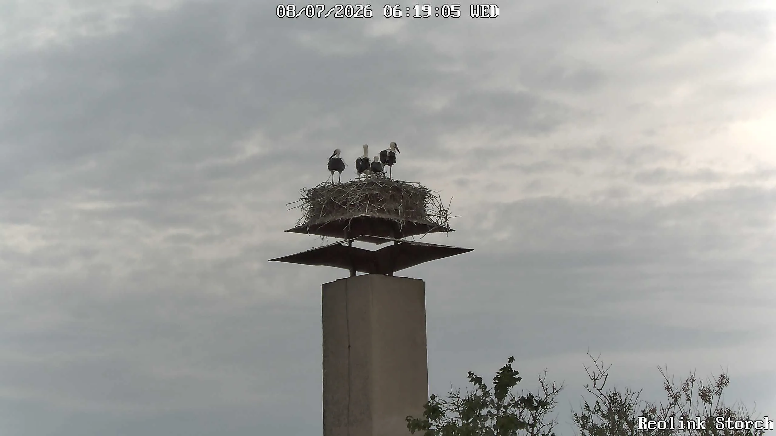 Storchencam Bild