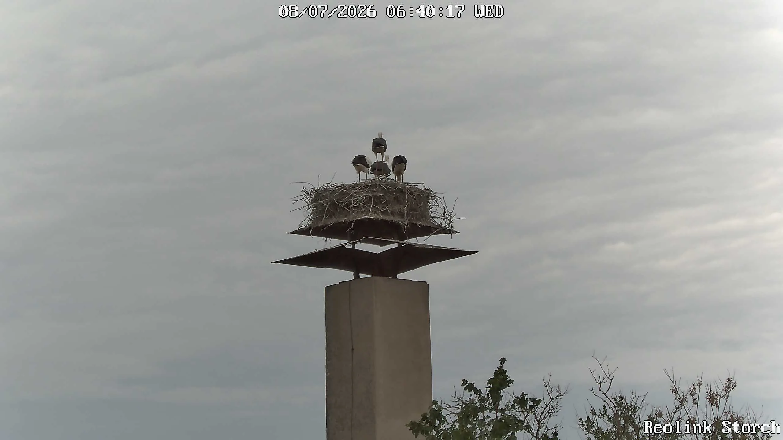 Storchencam Bild
