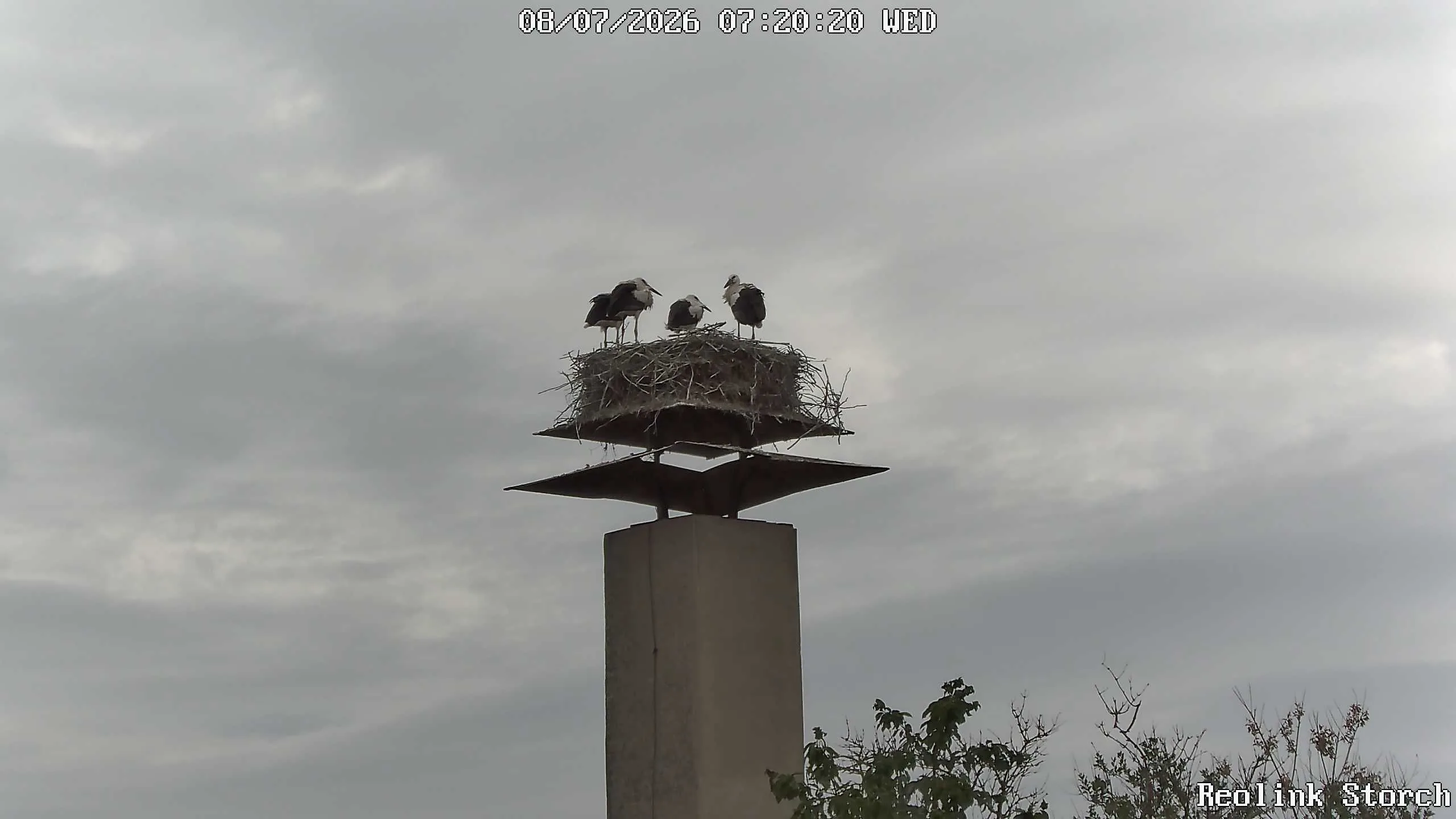 Storchencam Bild