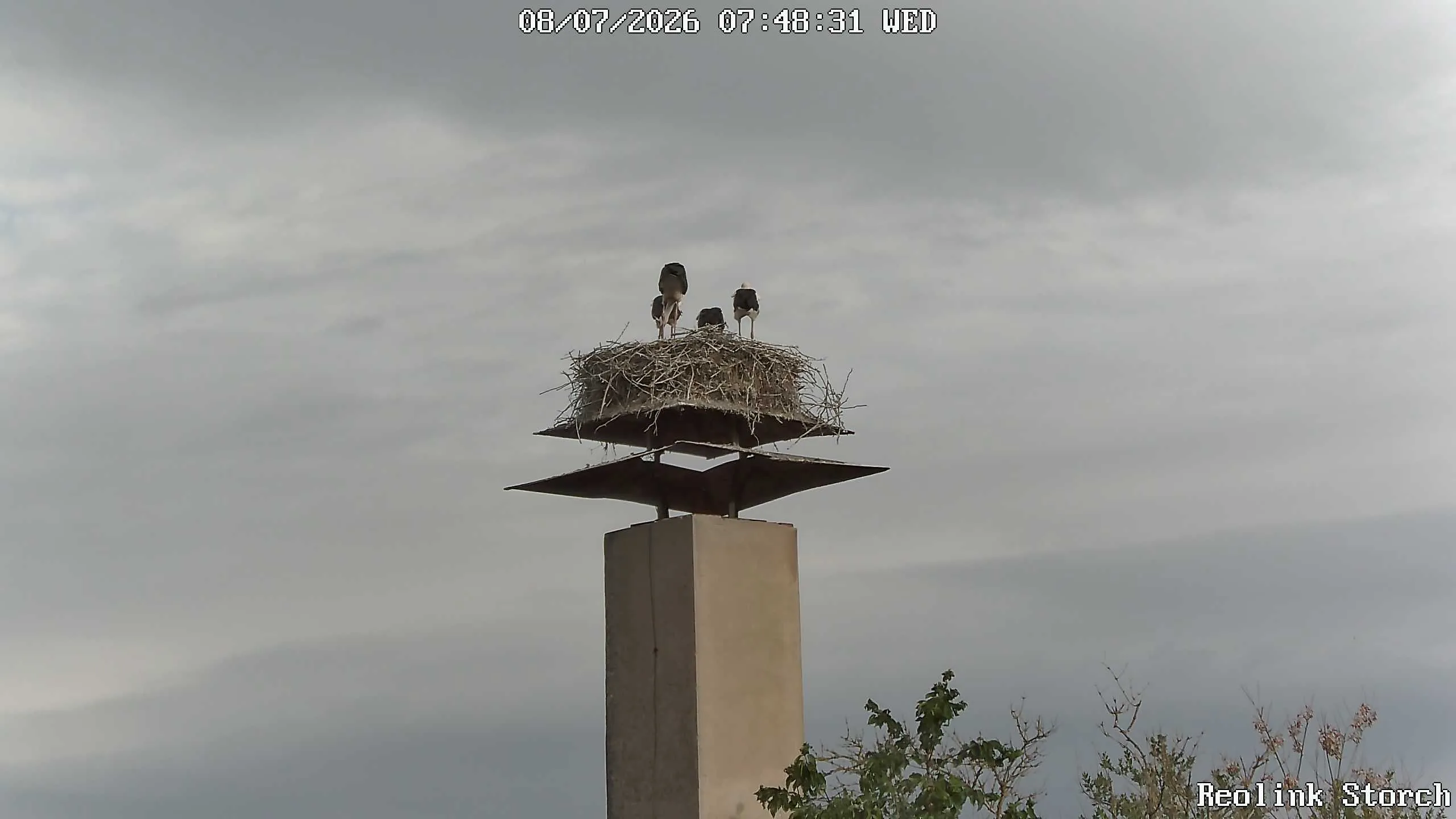 Storchencam Bild