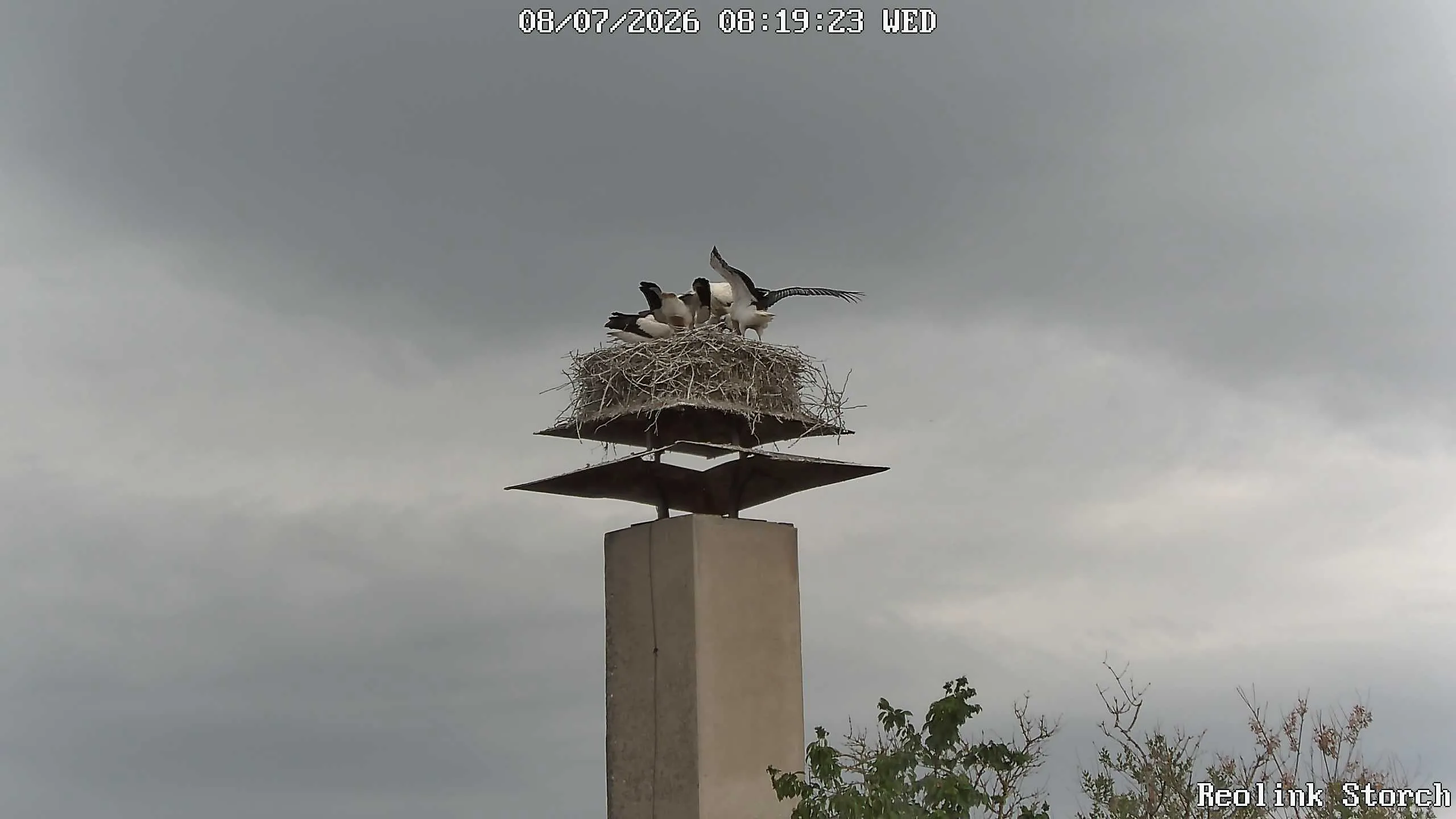 Storchencam Bild