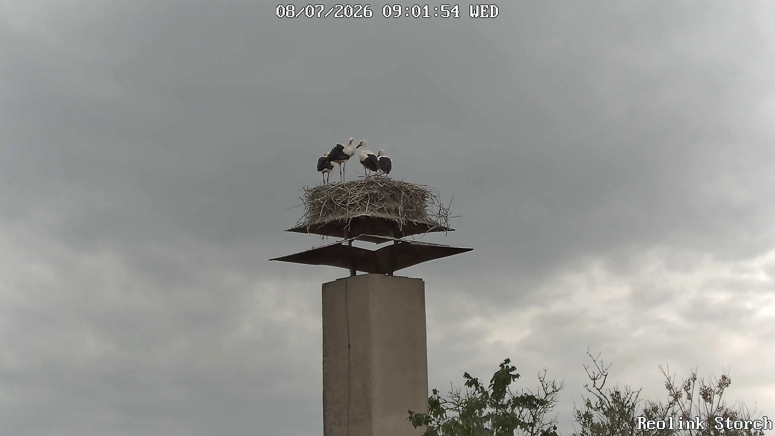 Storchencam Bild