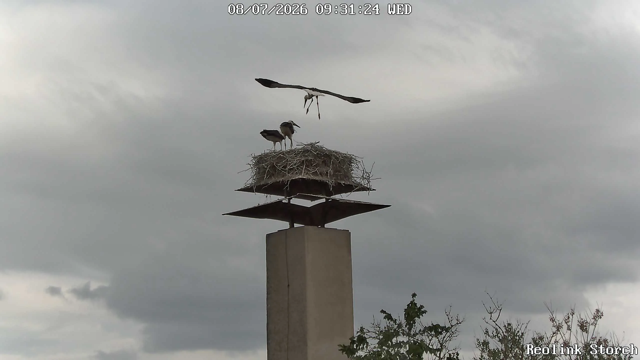 Storchencam Bild