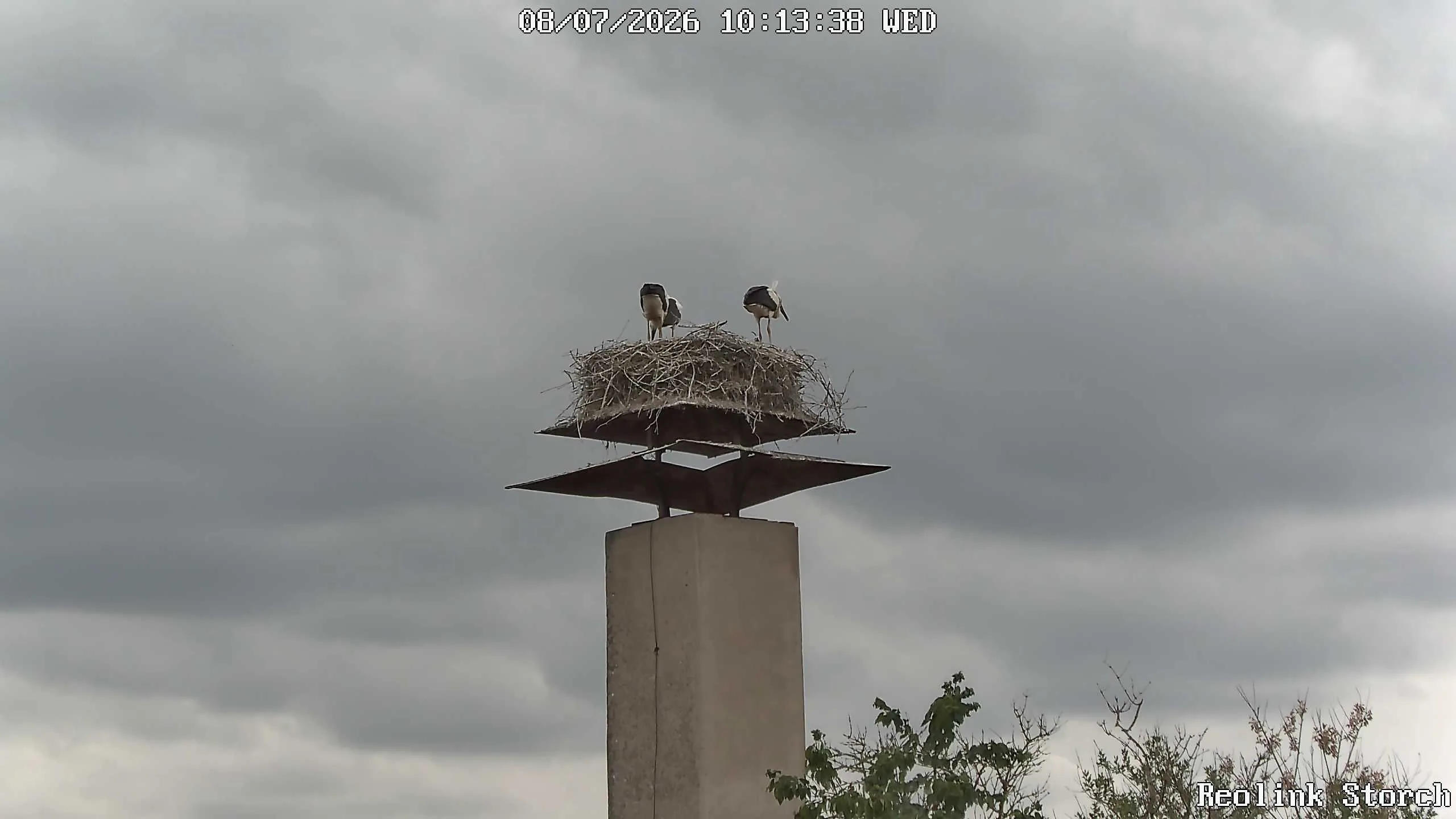 Storchencam Bild