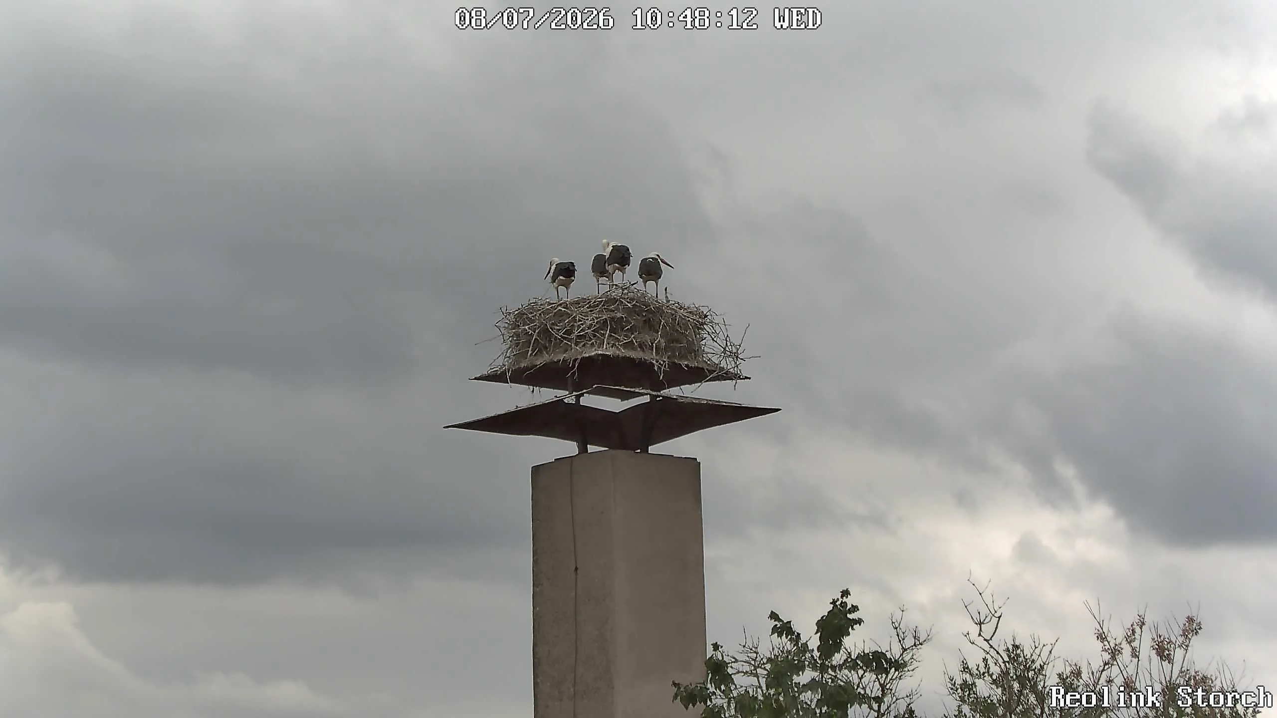 Storchencam Bild