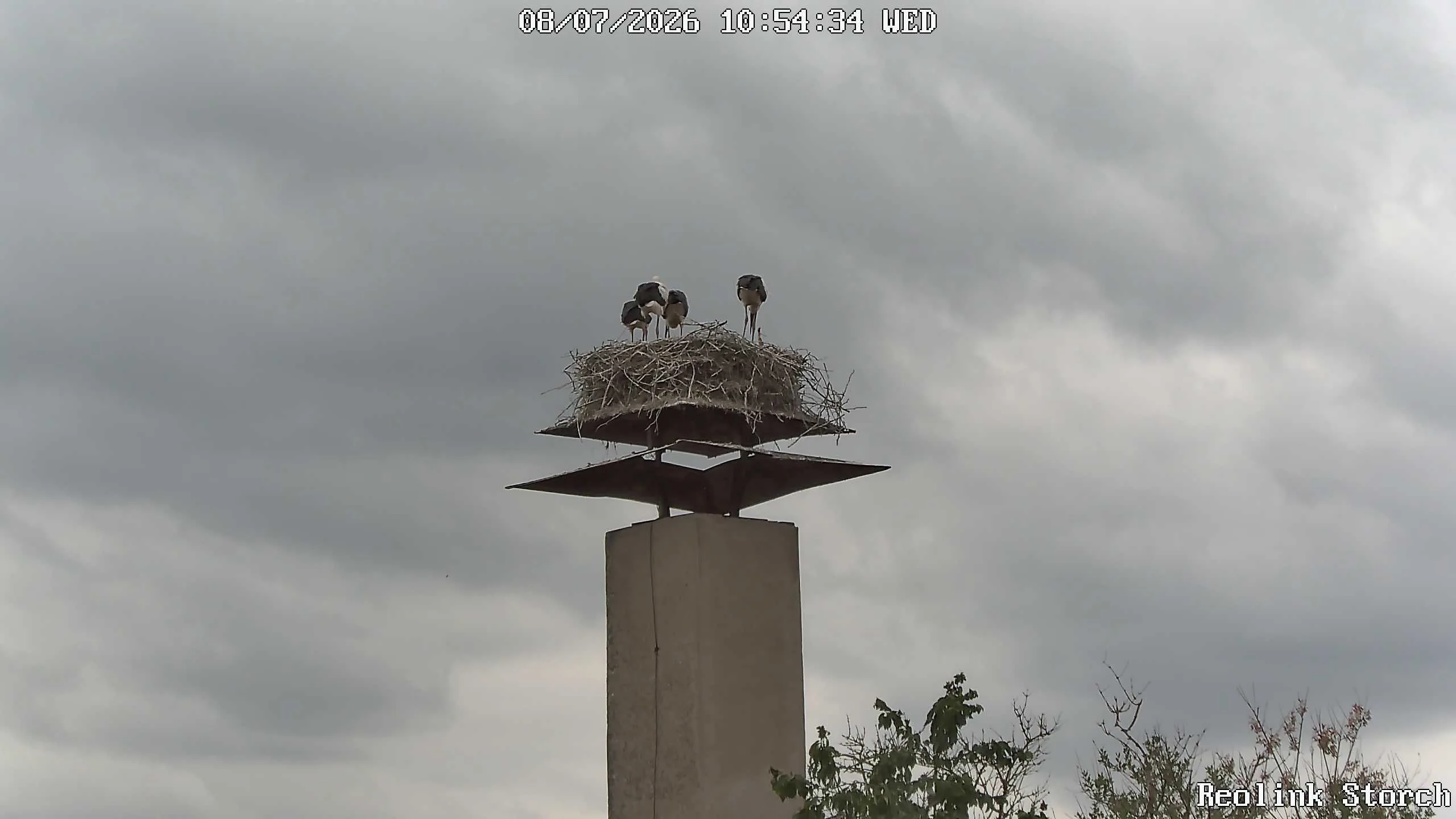 Storchencam Bild