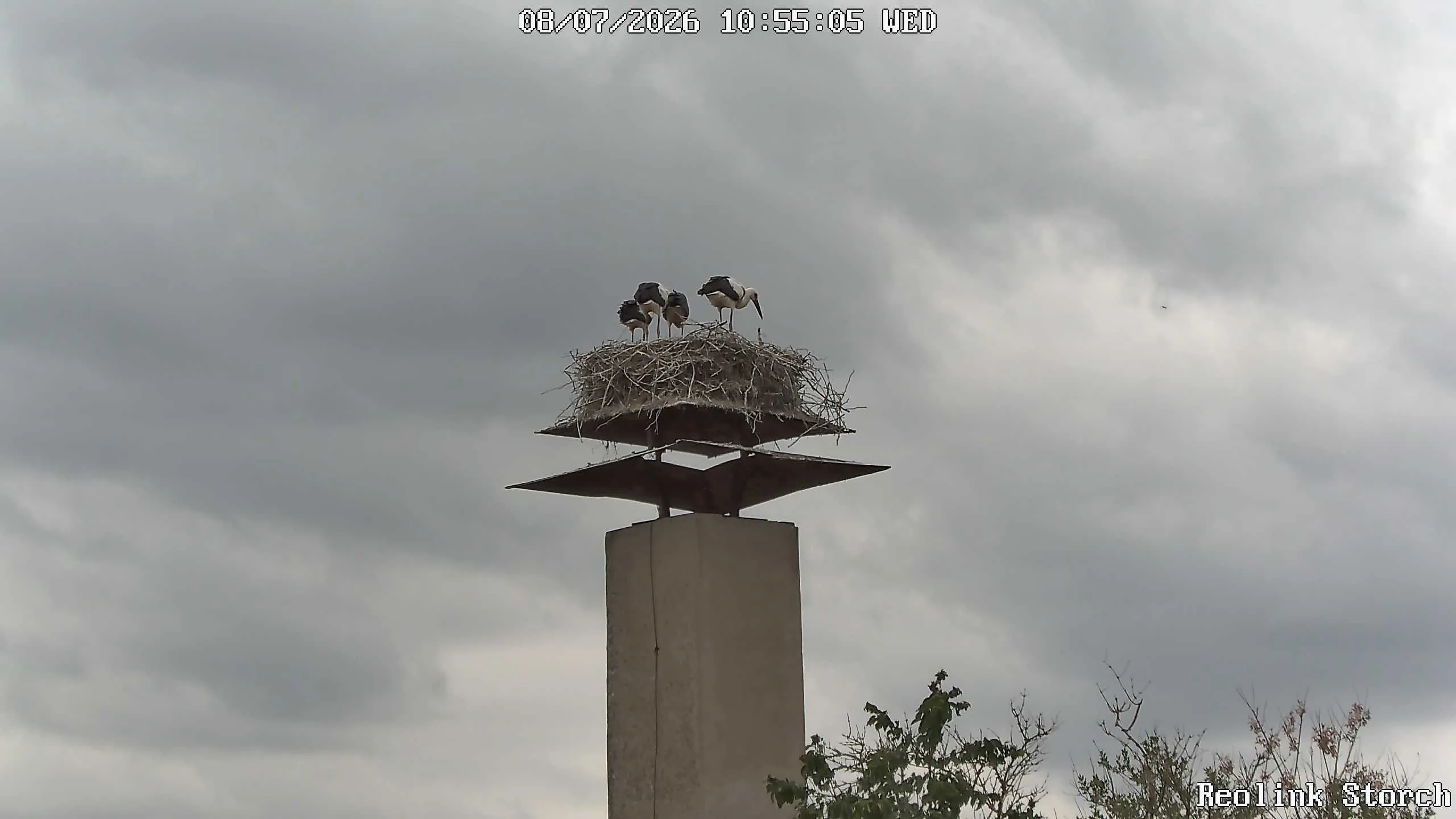 Storchencam Bild