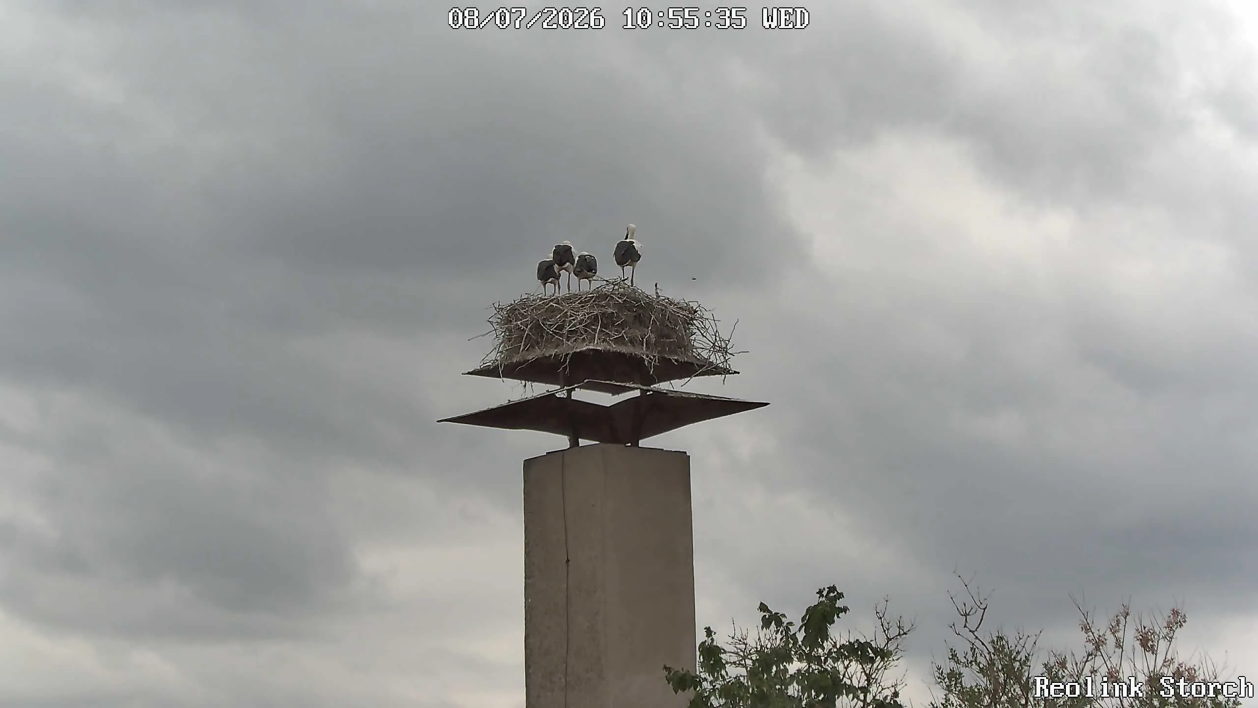 Storchencam Bild