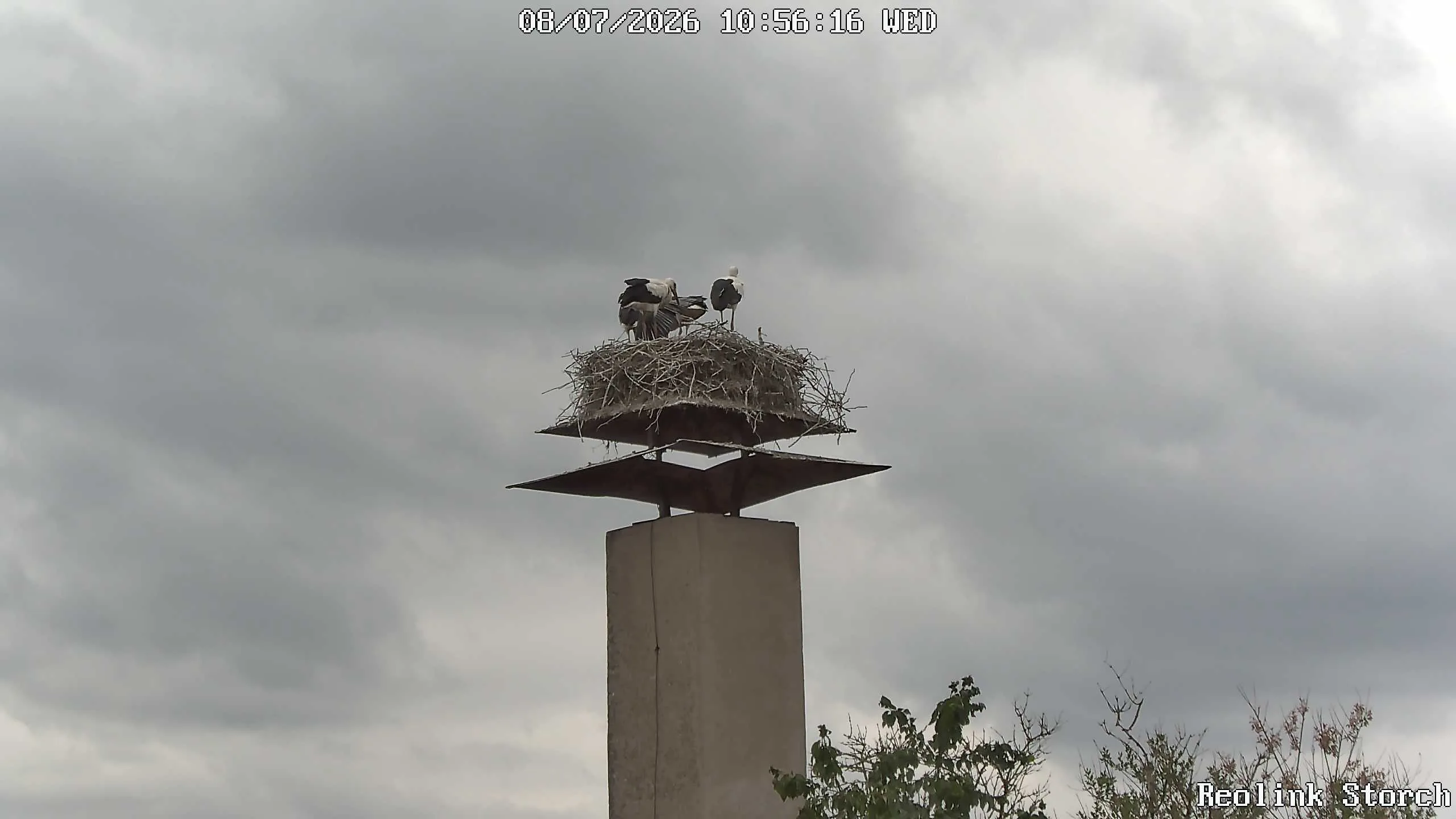 Storchencam Bild