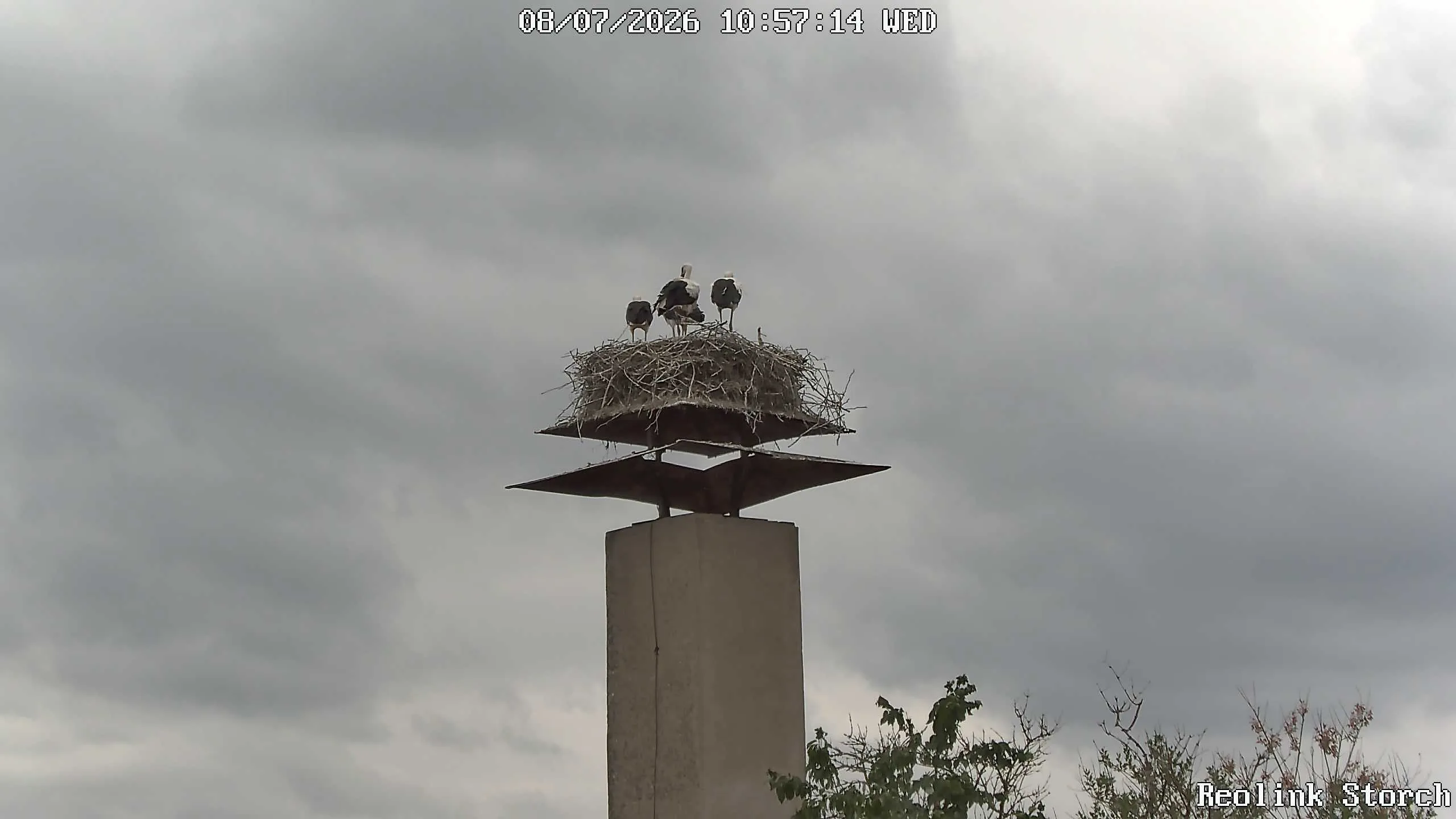 Storchencam Bild