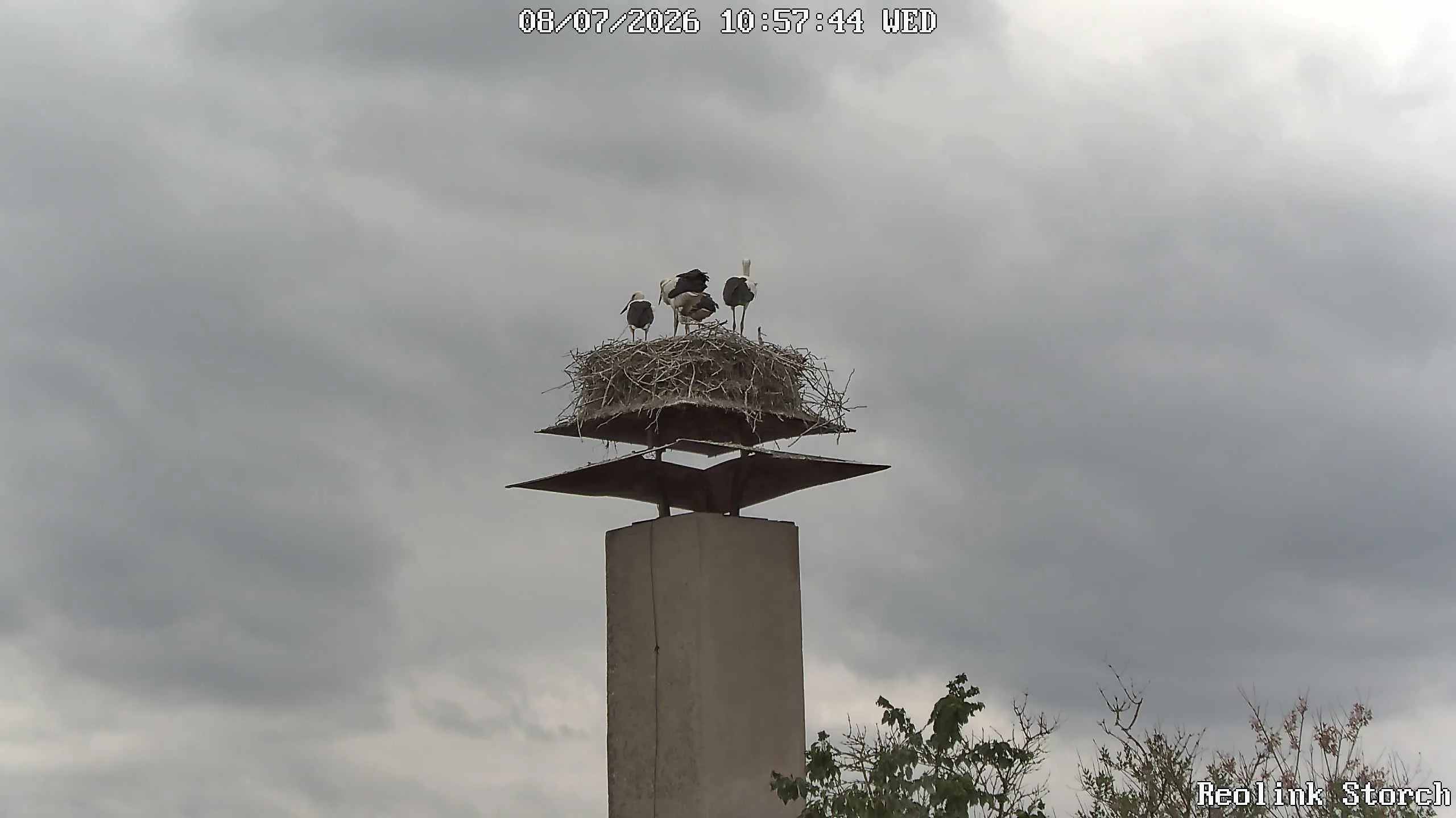 Storchencam Bild