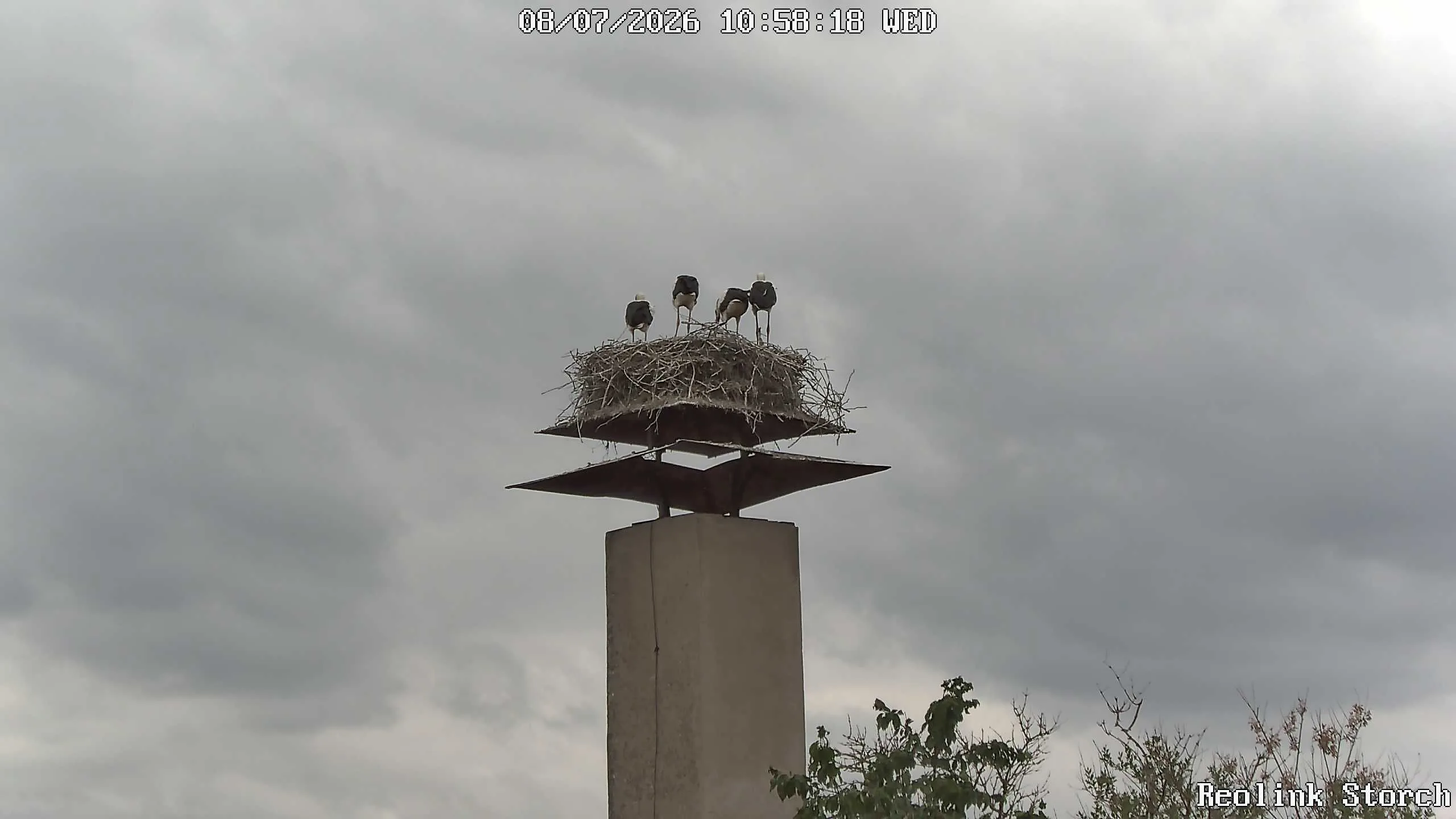 Storchencam Bild