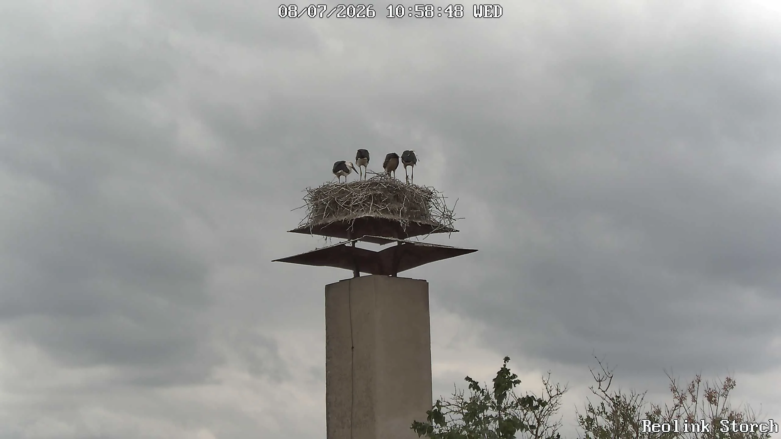 Storchencam Bild