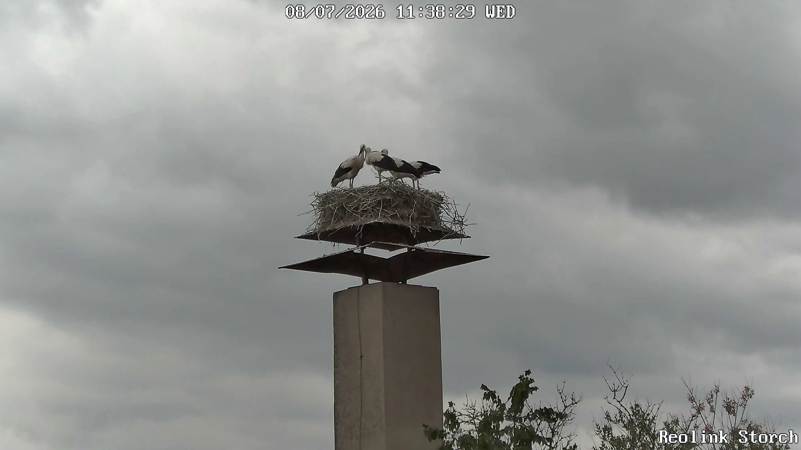 Storchencam Bild
