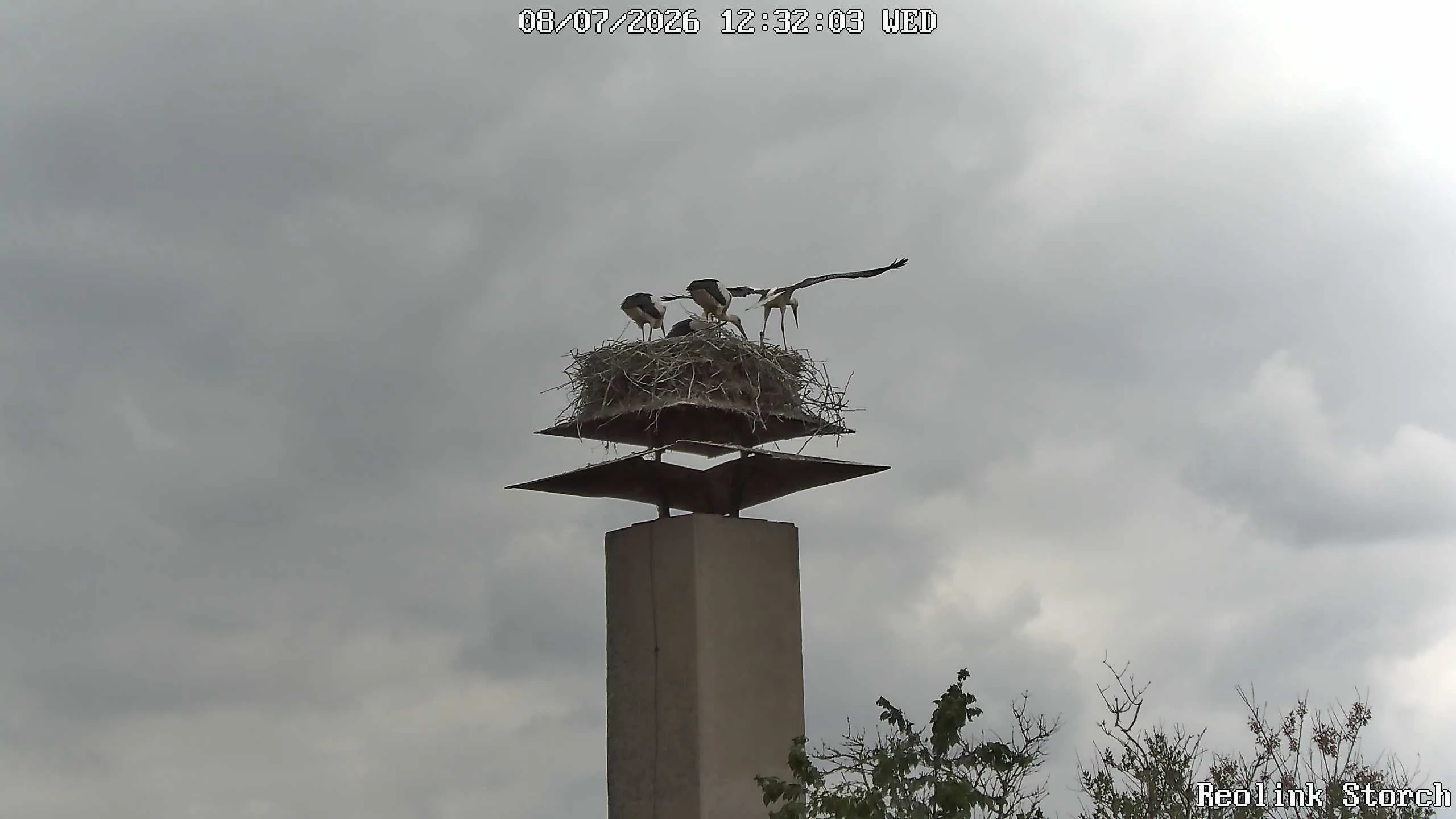 Storchencam Bild