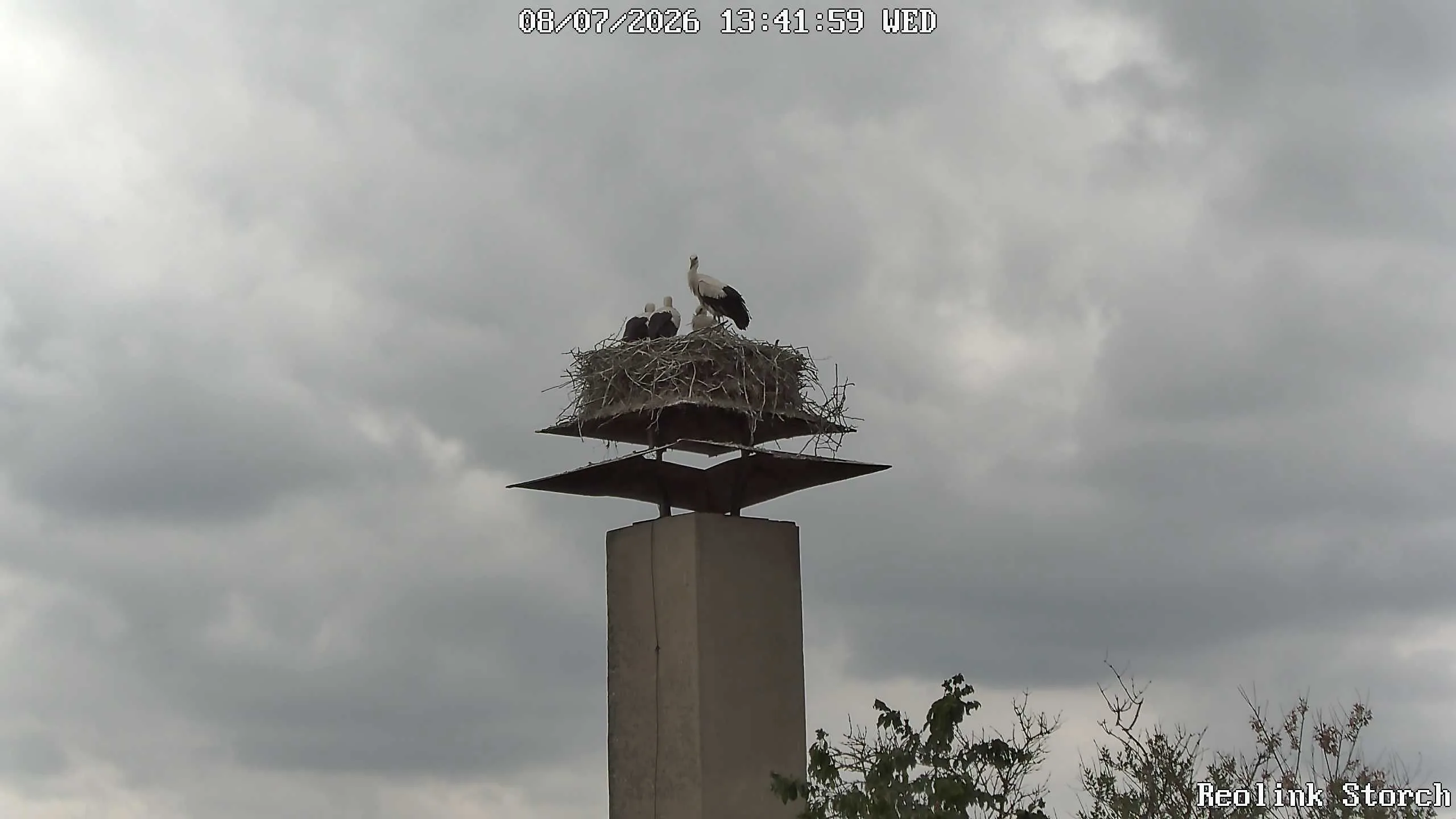 Storchencam Bild