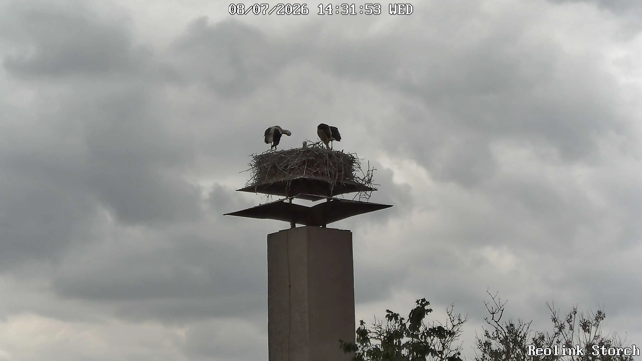 Storchencam Bild
