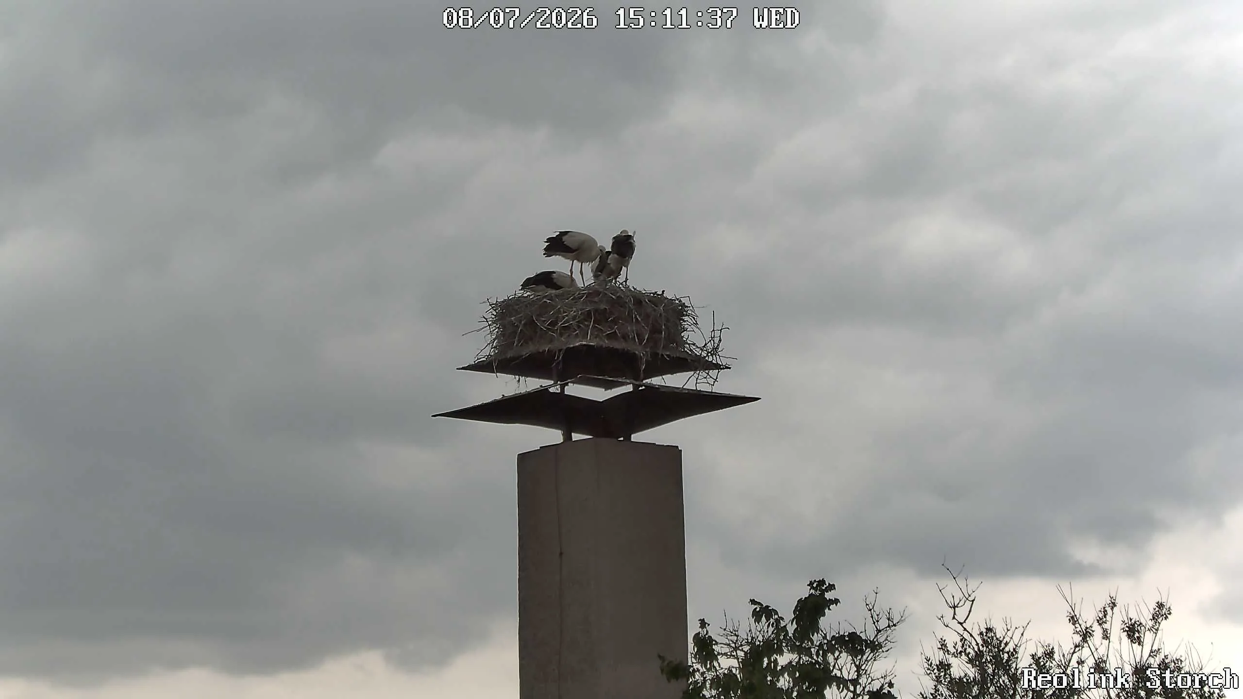 Storchencam Bild