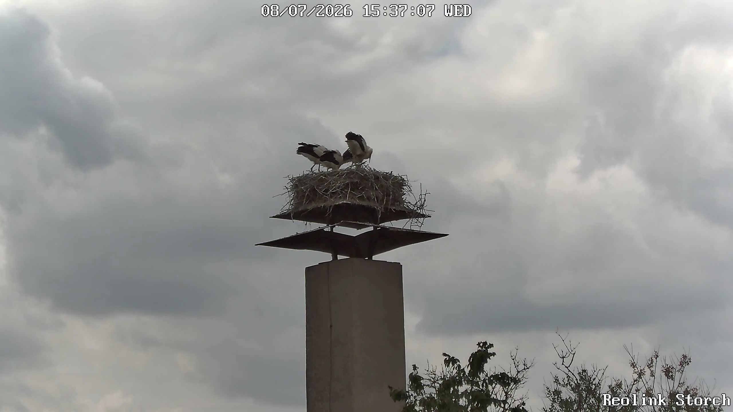 Storchencam Bild