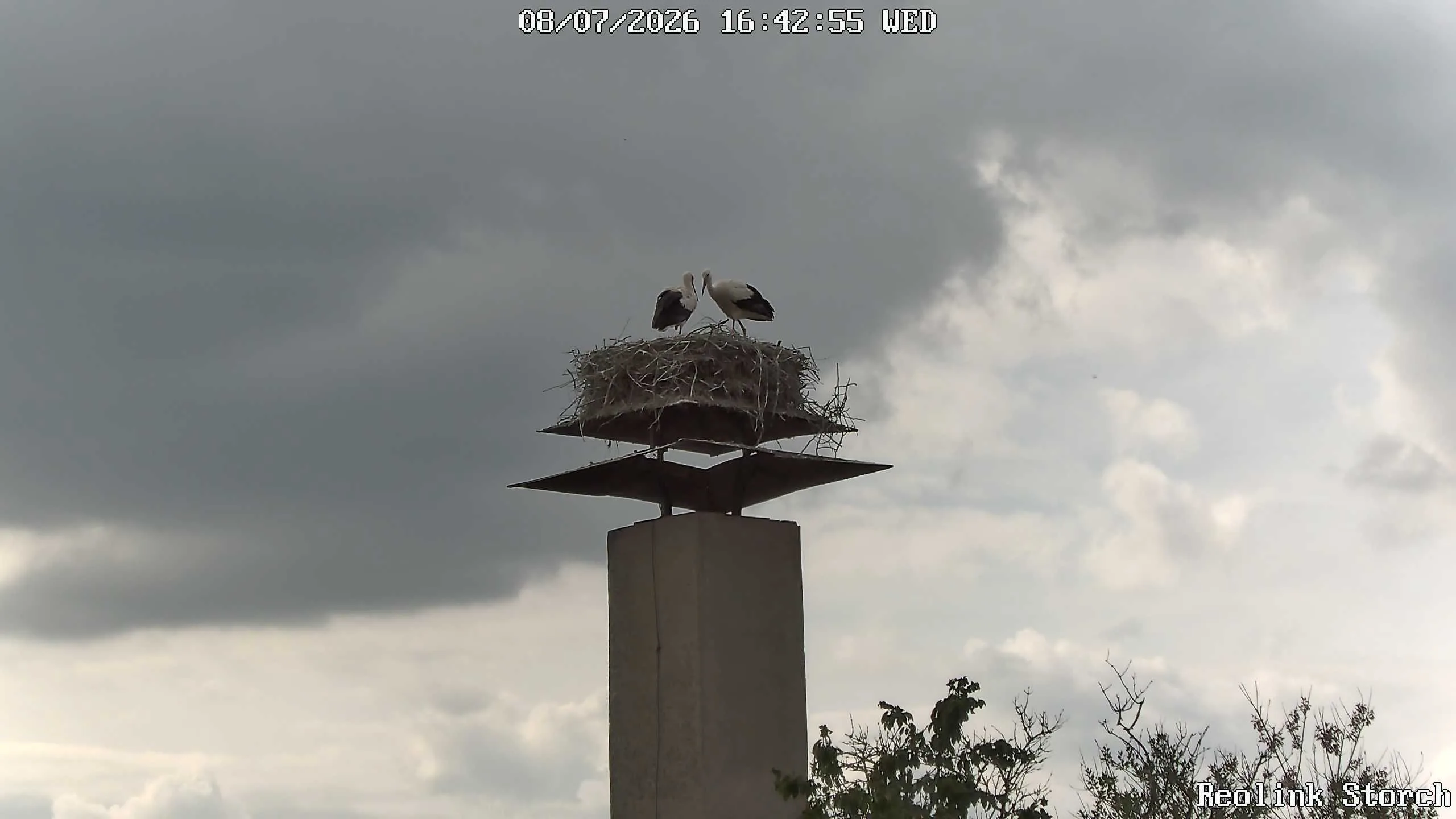Storchencam Bild