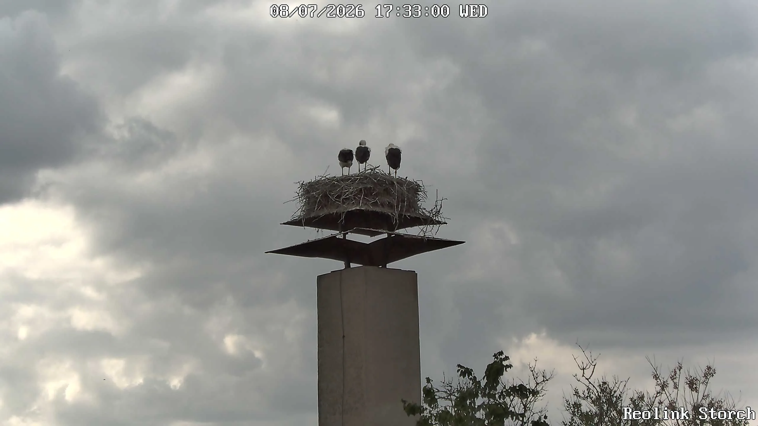 Storchencam Bild