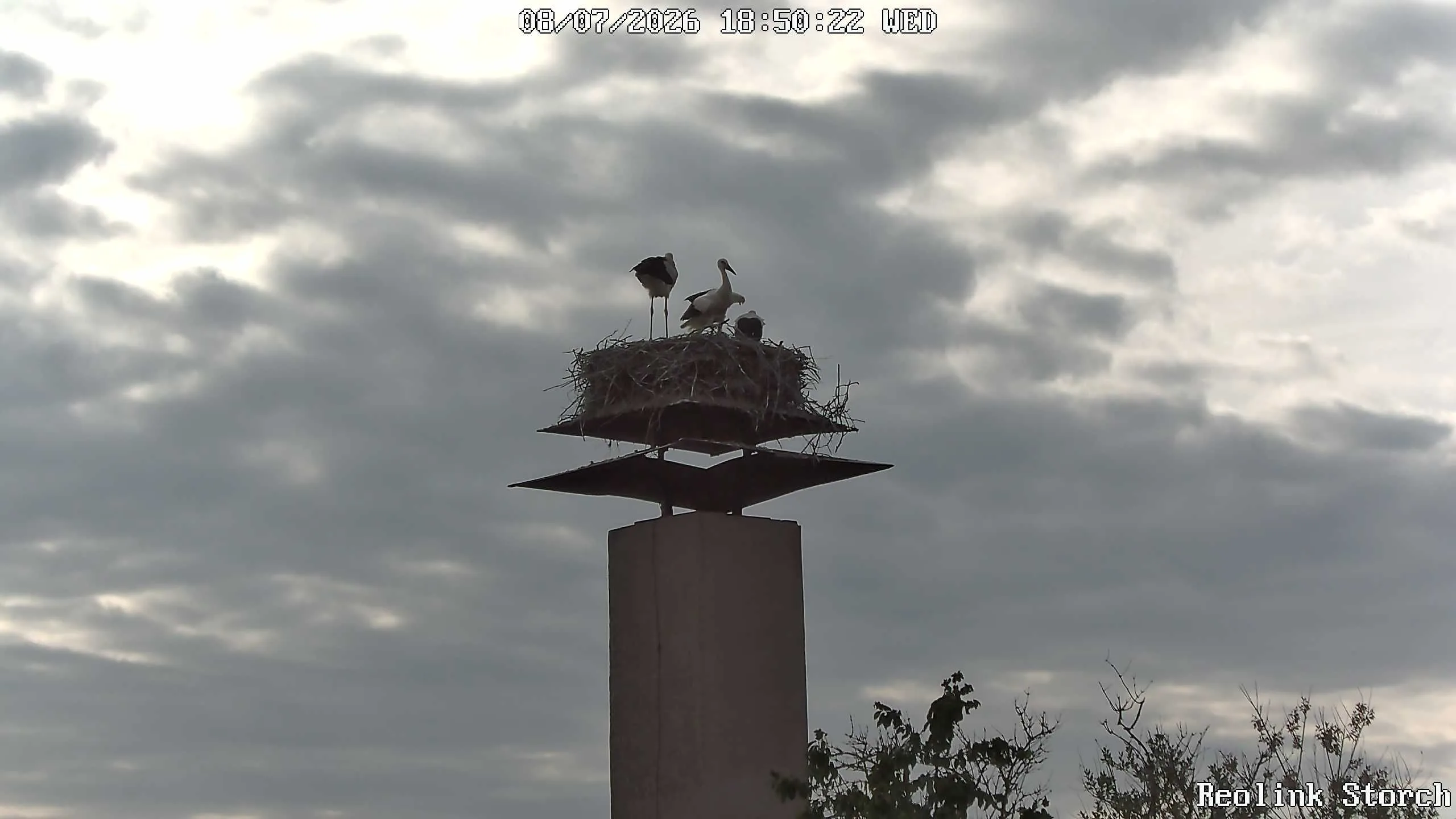 Storchencam Bild