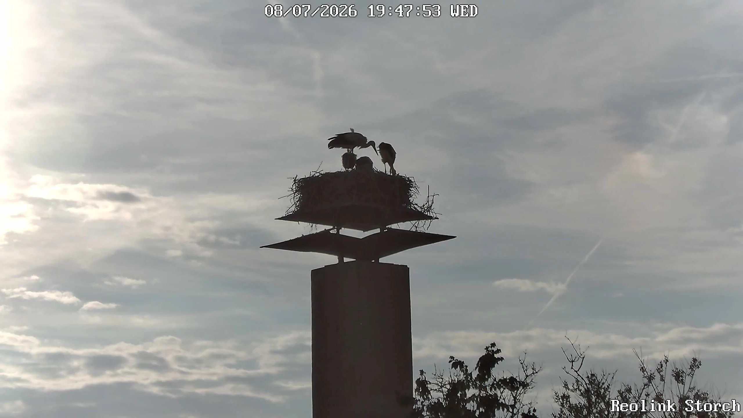 Storchencam Bild