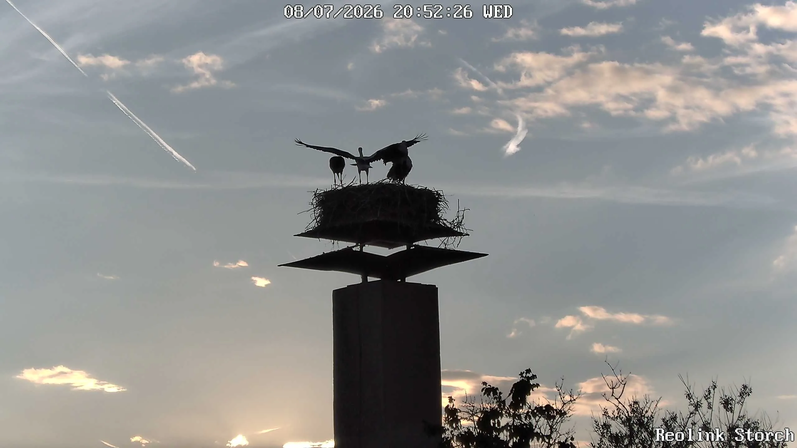 Storchencam Bild