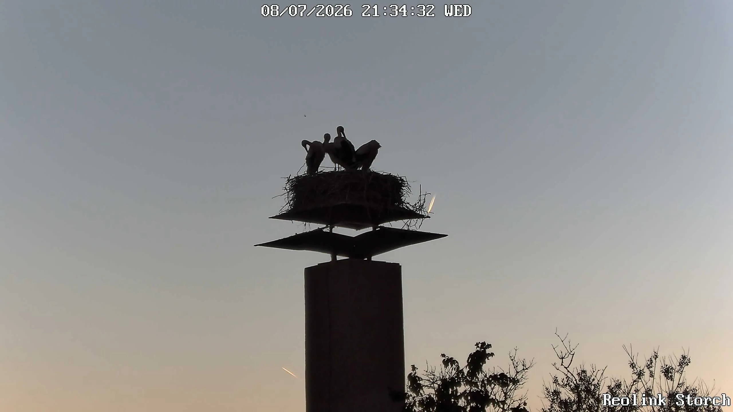 Storchencam Bild