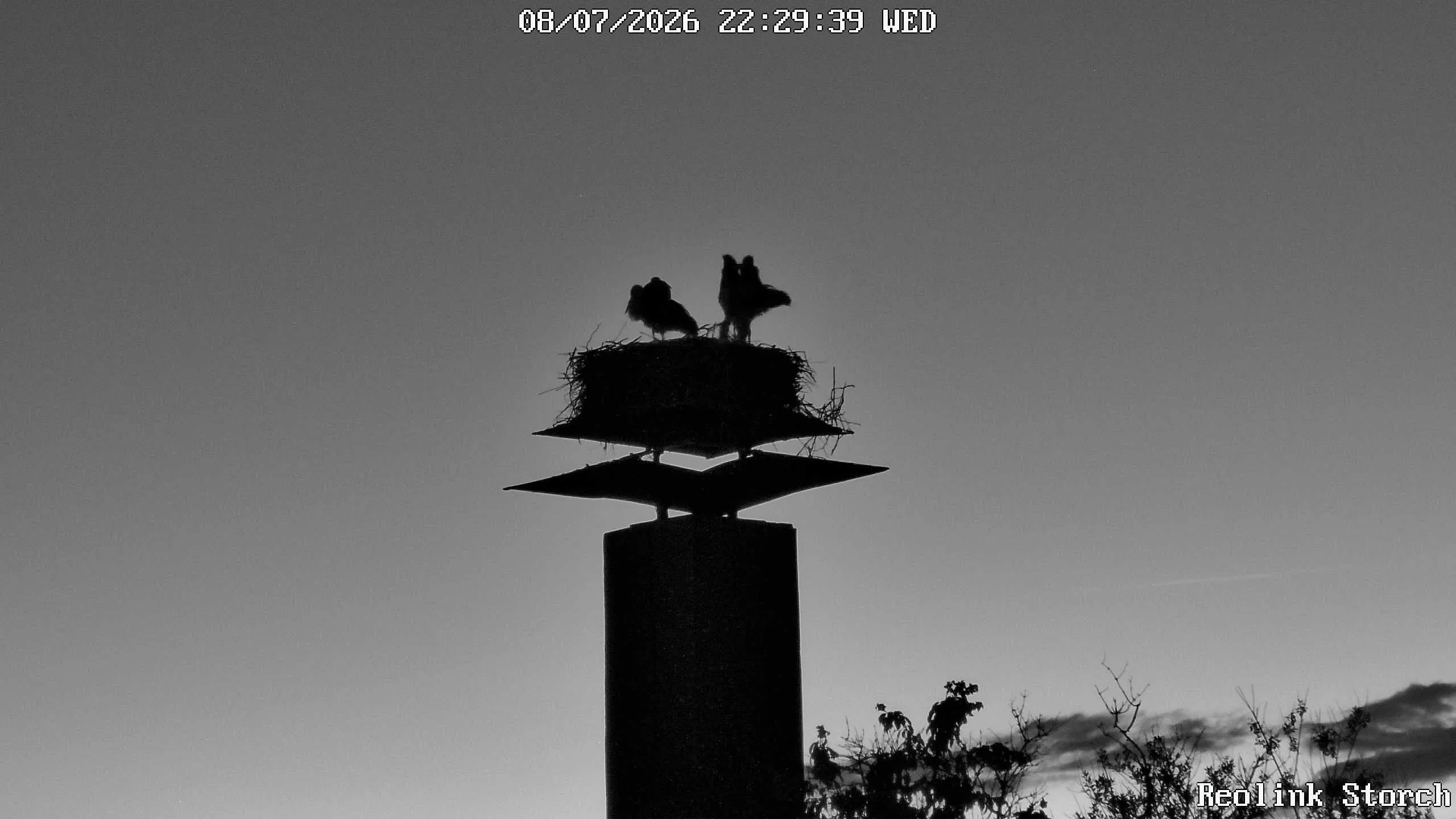 Storchencam Bild