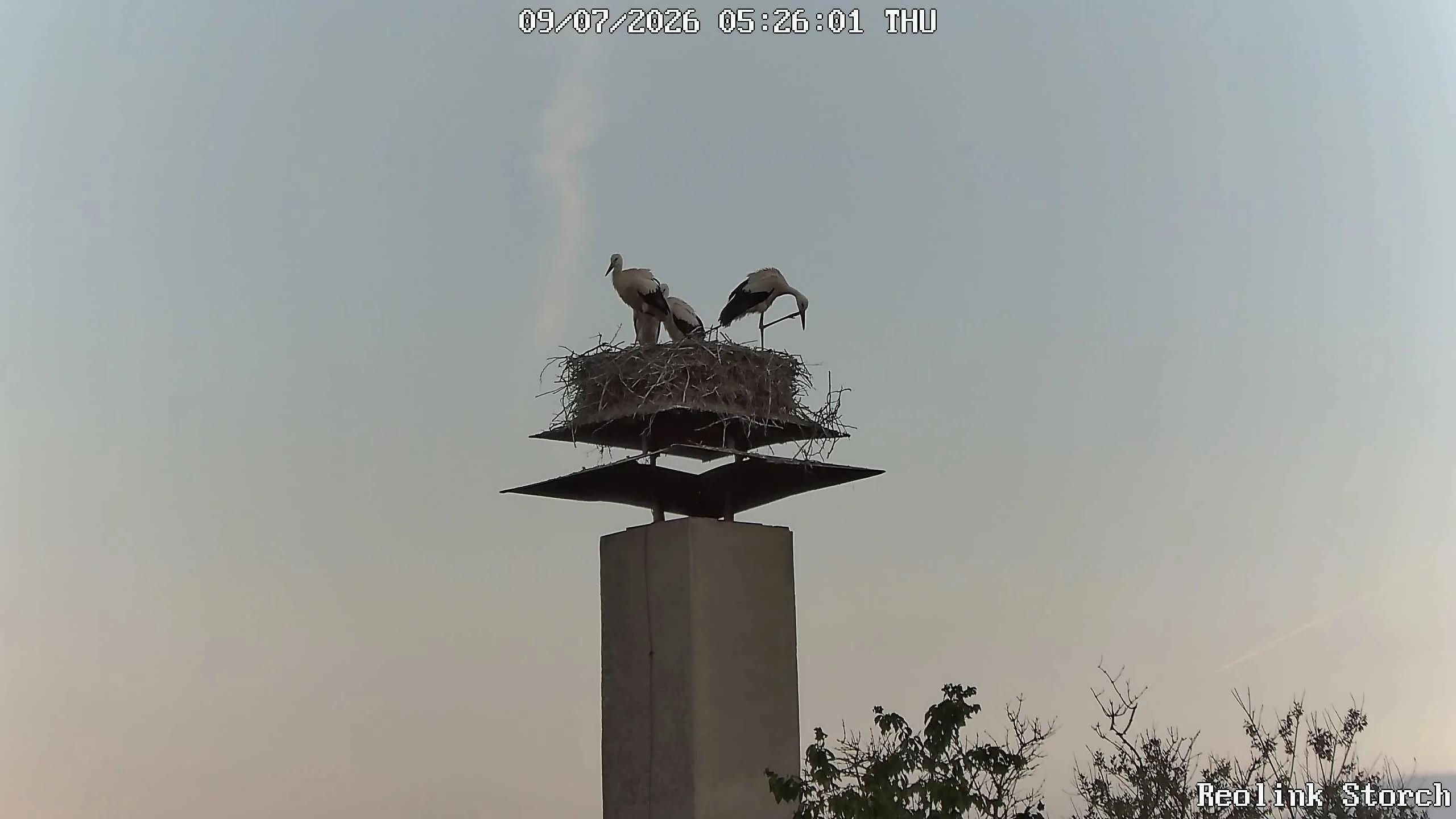 Storchencam Bild