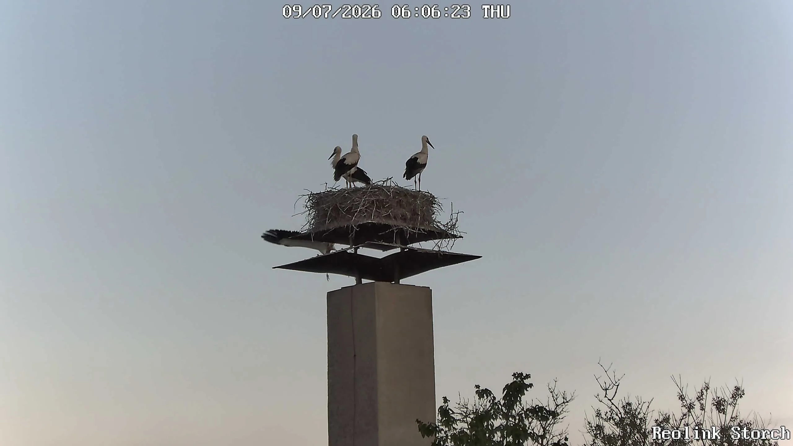 Storchencam Bild