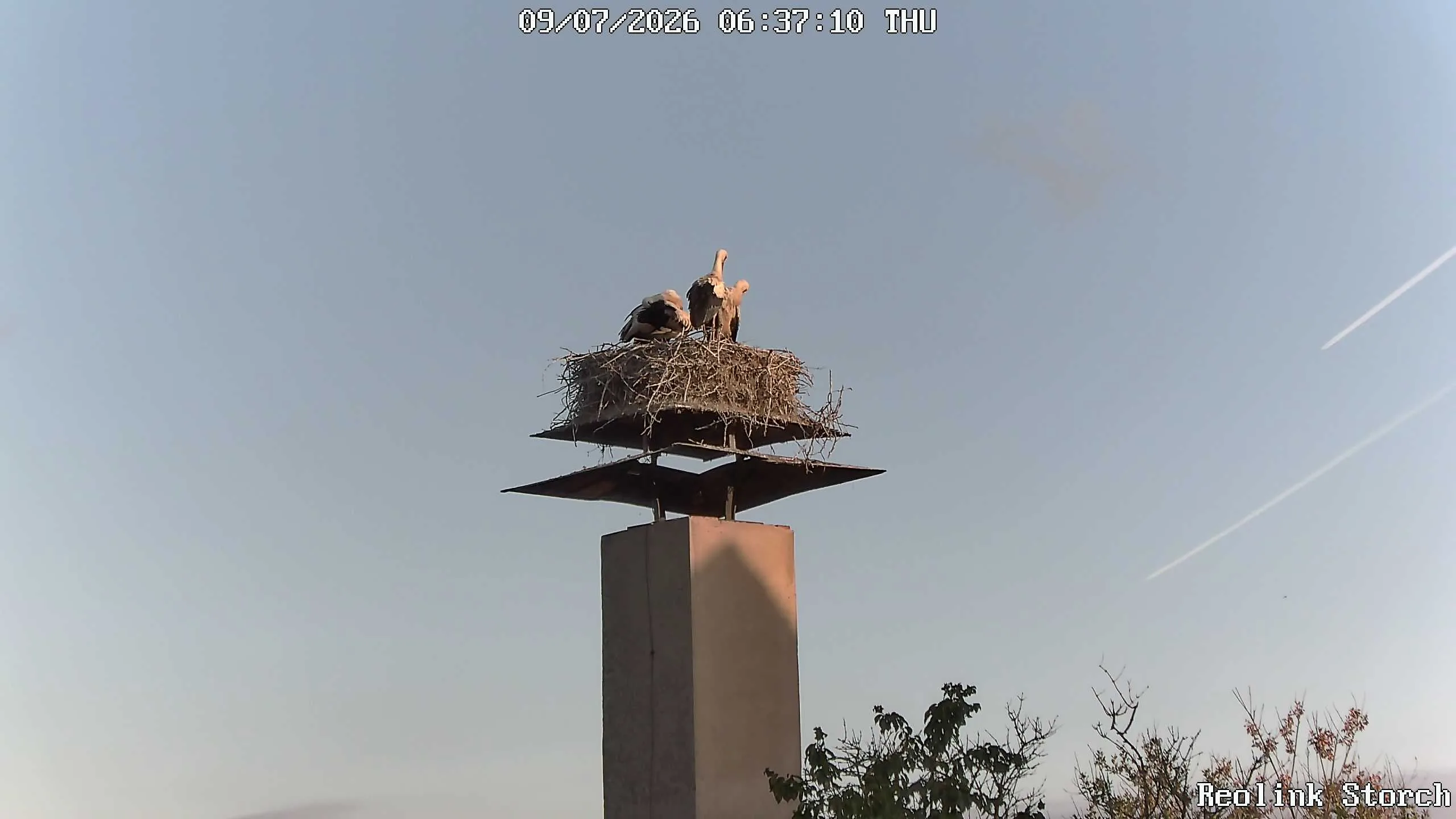 Storchencam Bild