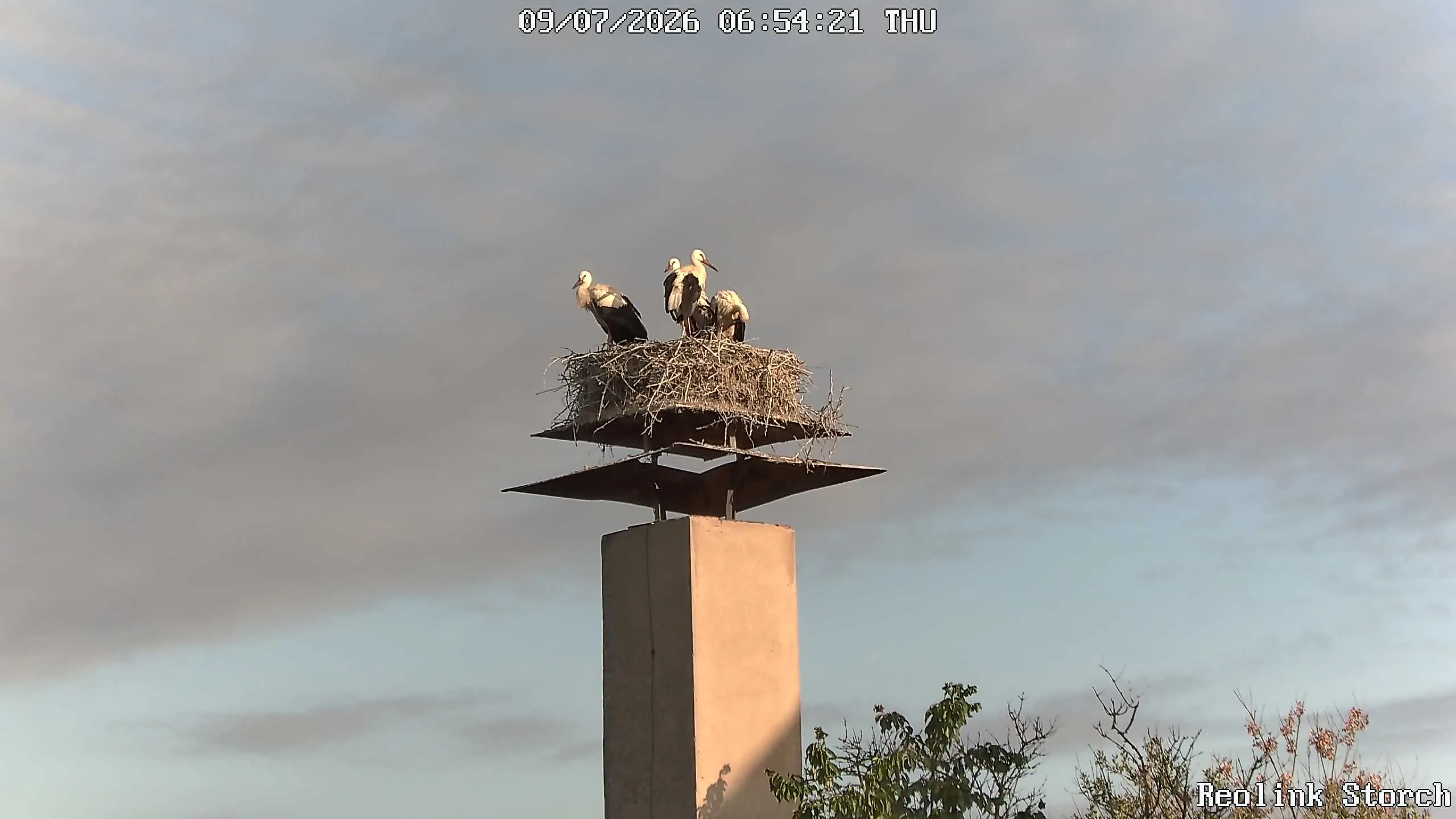 Storchencam Bild