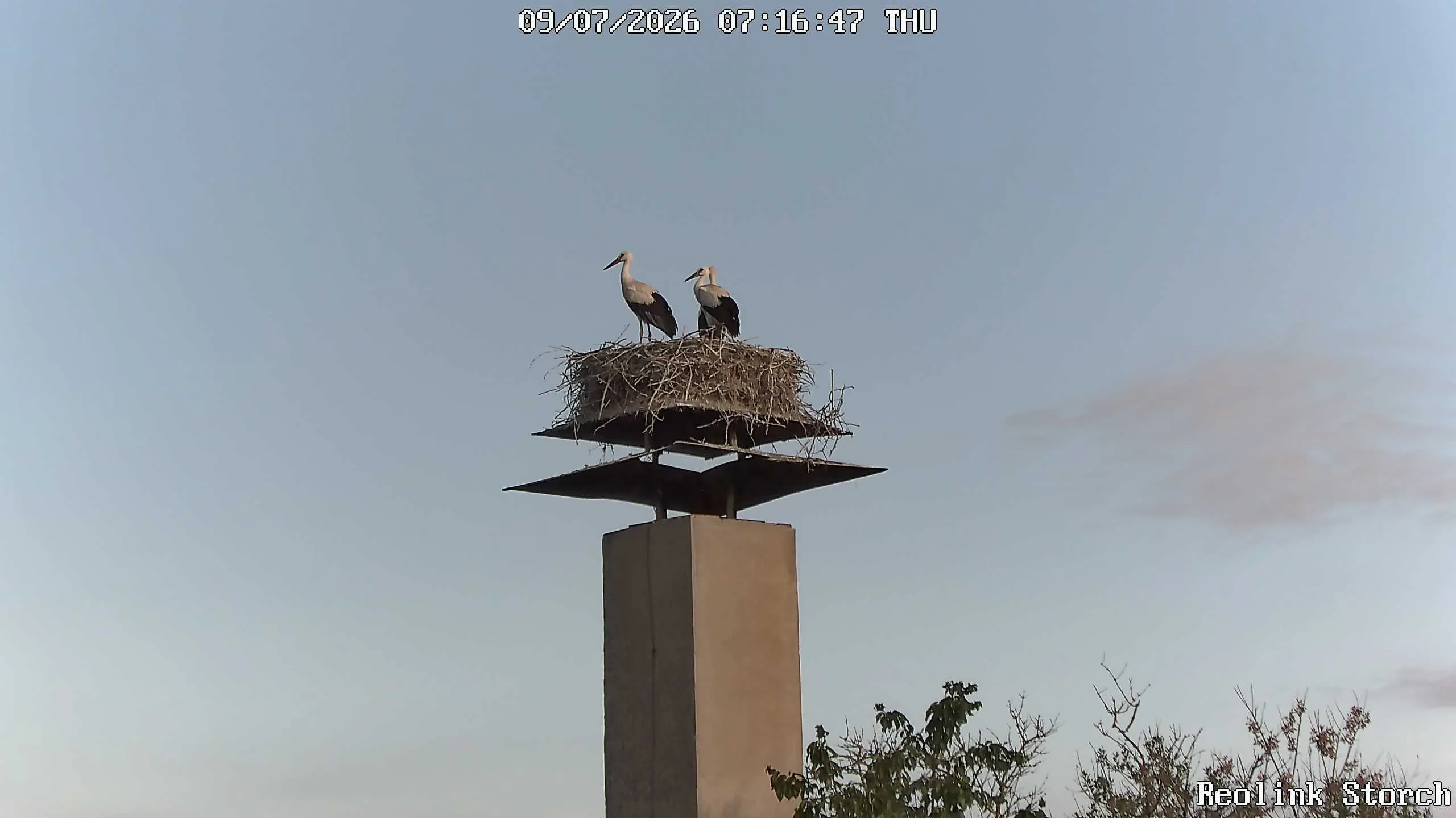 Storchencam Bild