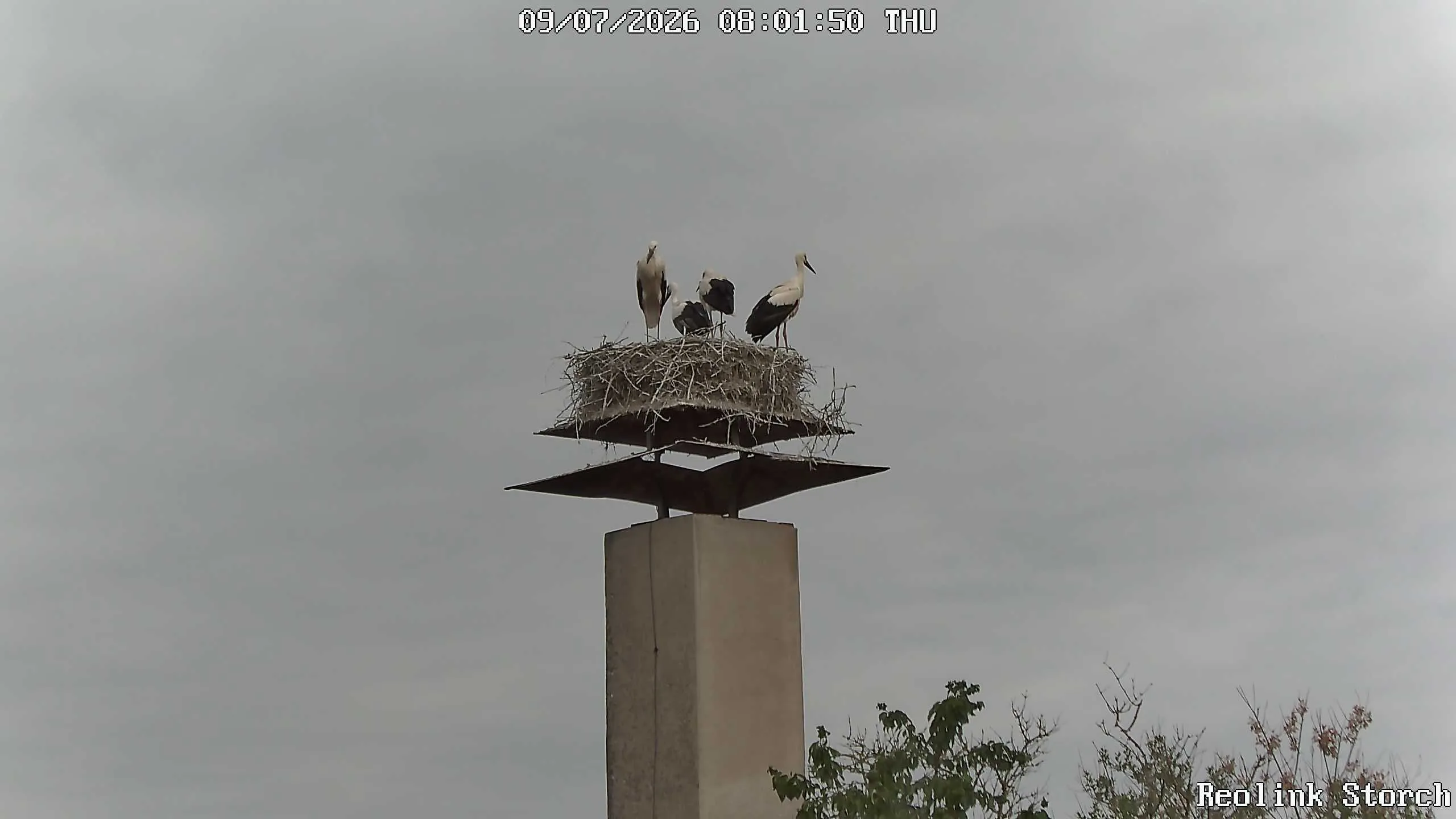 Storchencam Bild