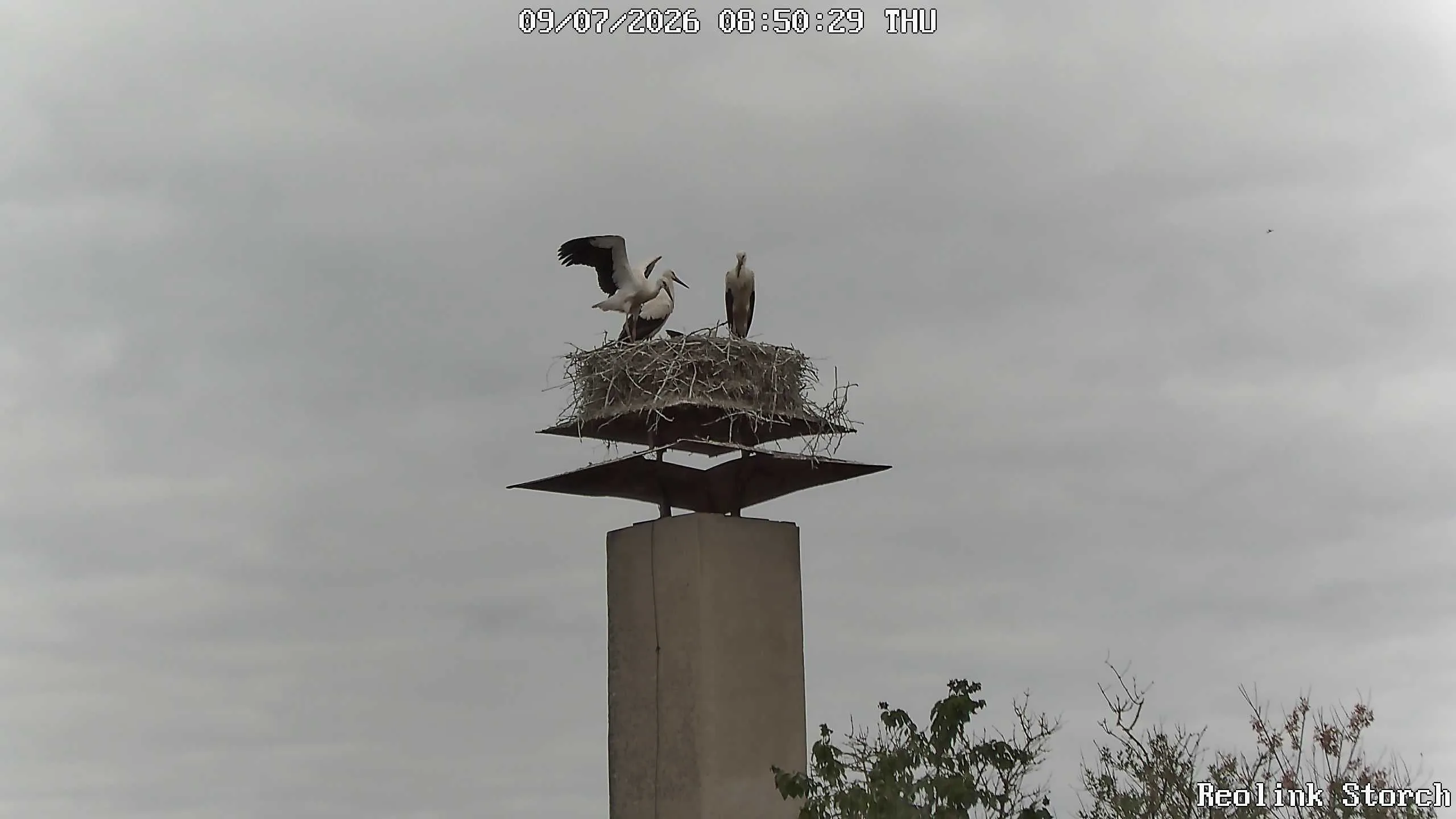 Storchencam Bild