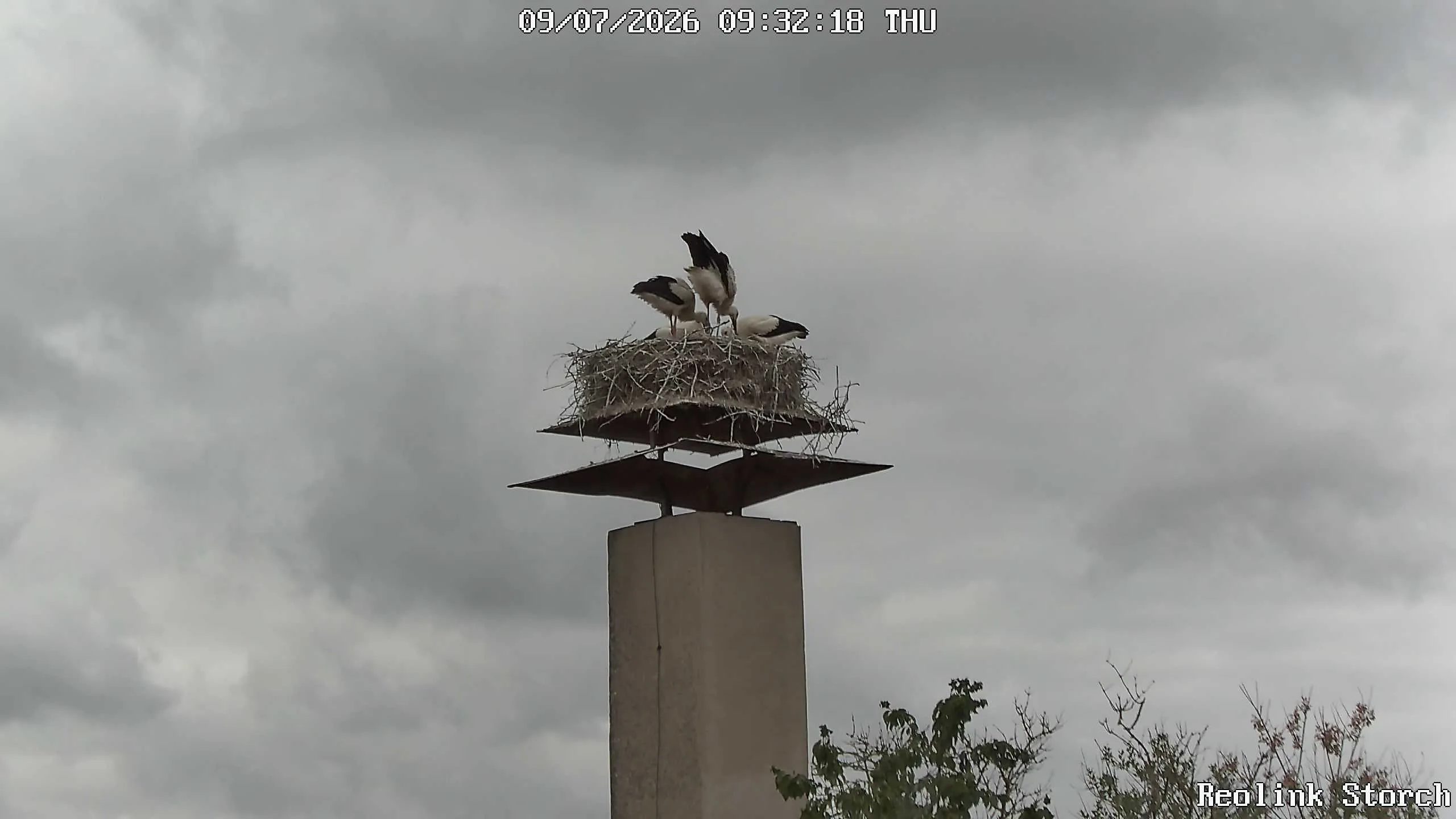 Storchencam Bild