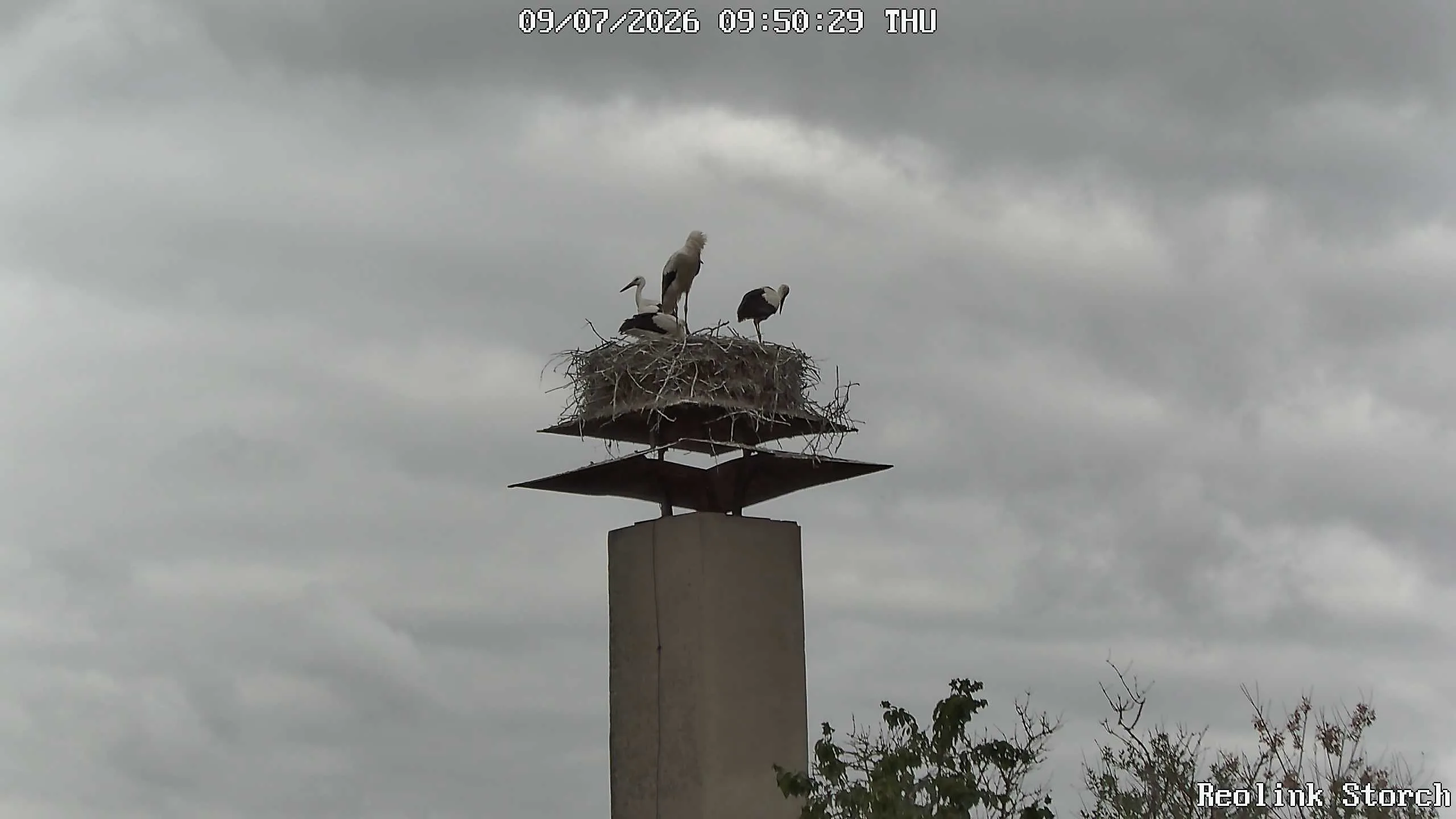 Storchencam Bild