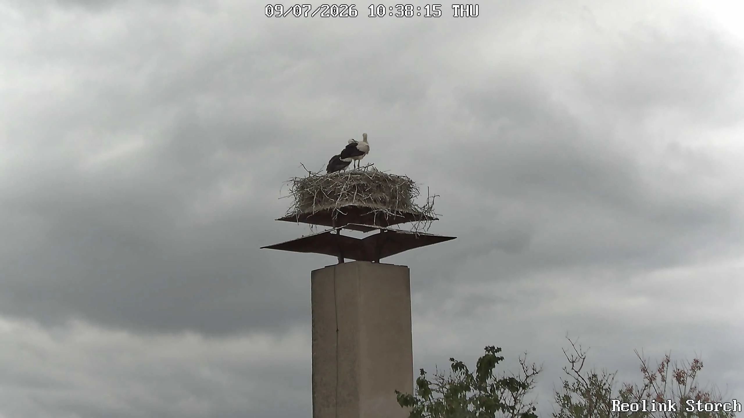 Storchencam Bild