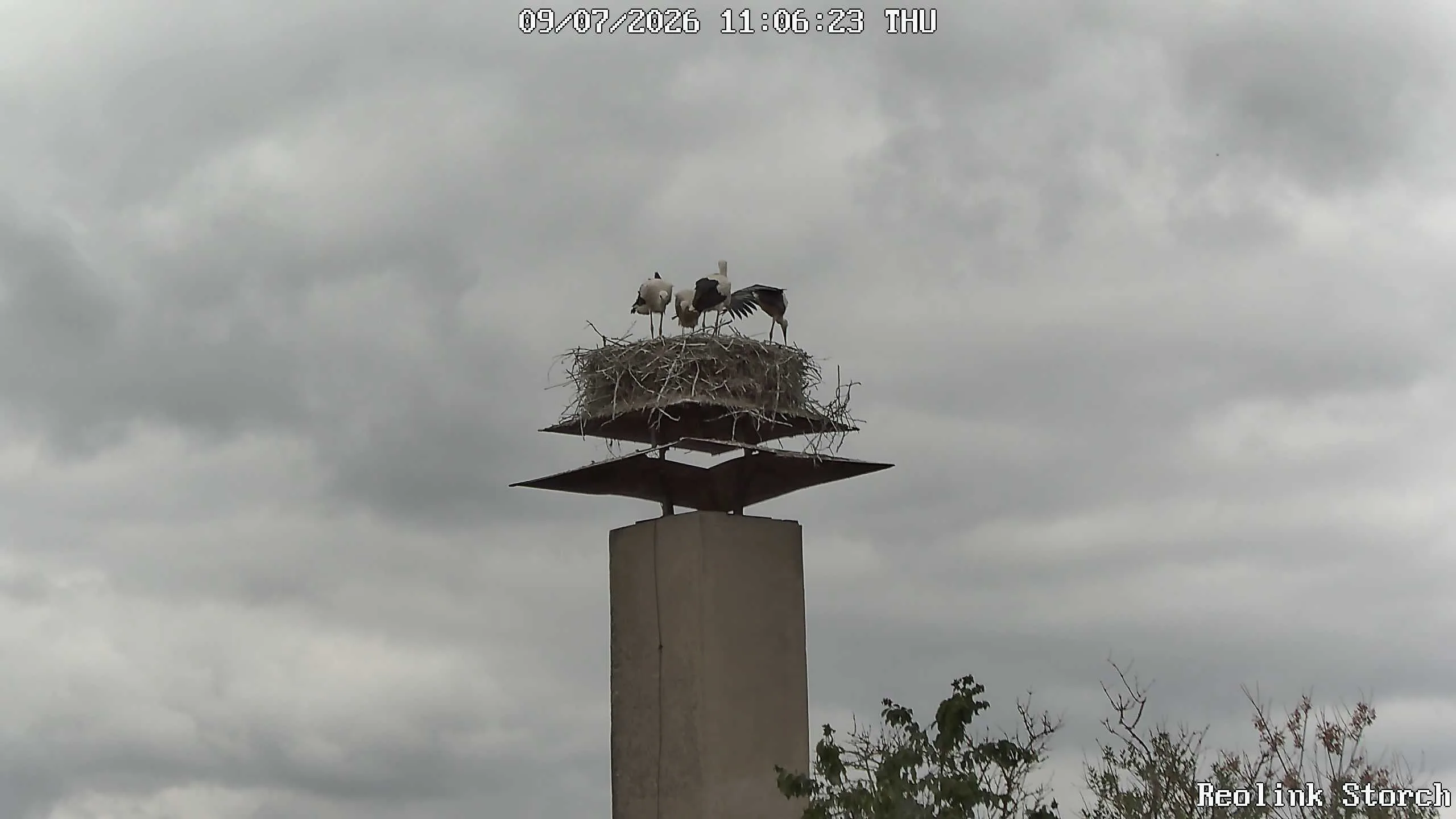 Storchencam Bild