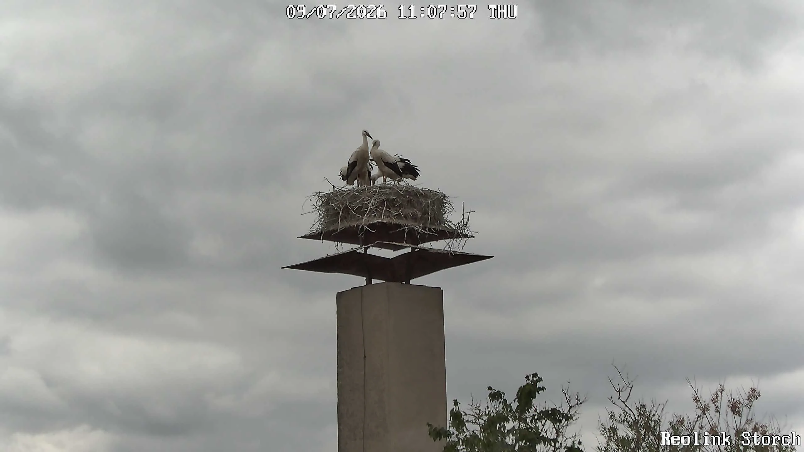 Storchencam Bild