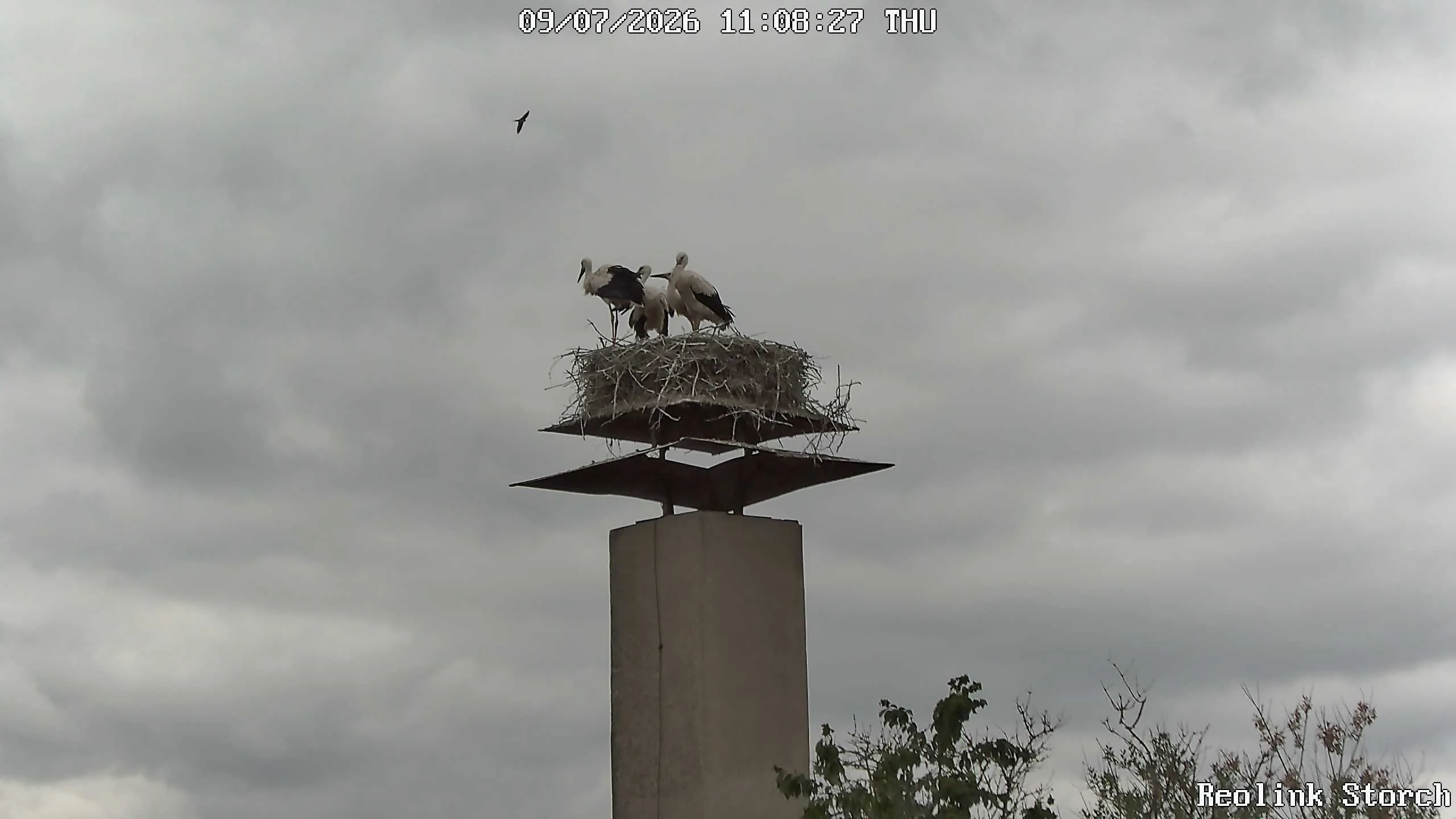 Storchencam Bild