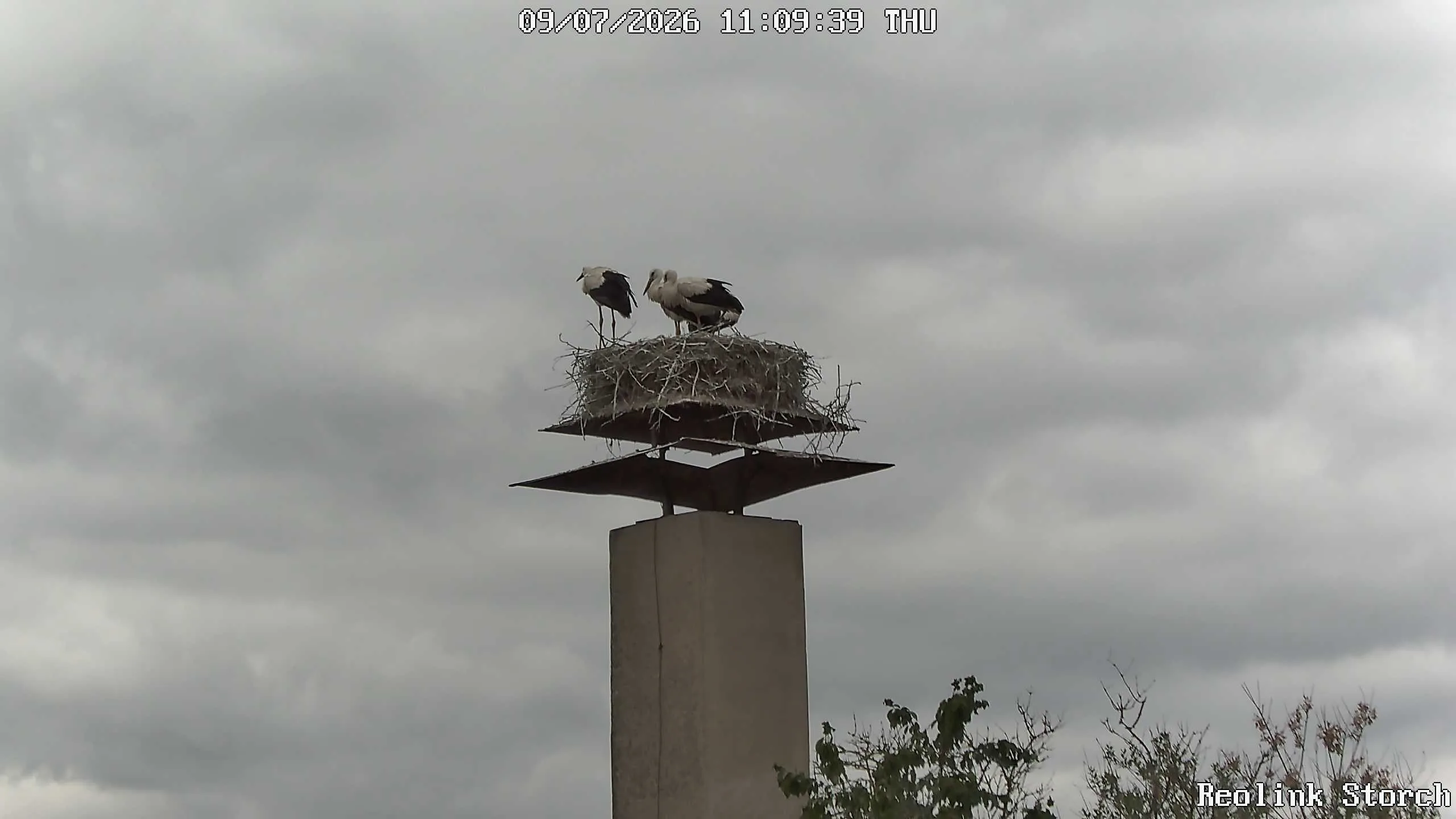 Storchencam Bild