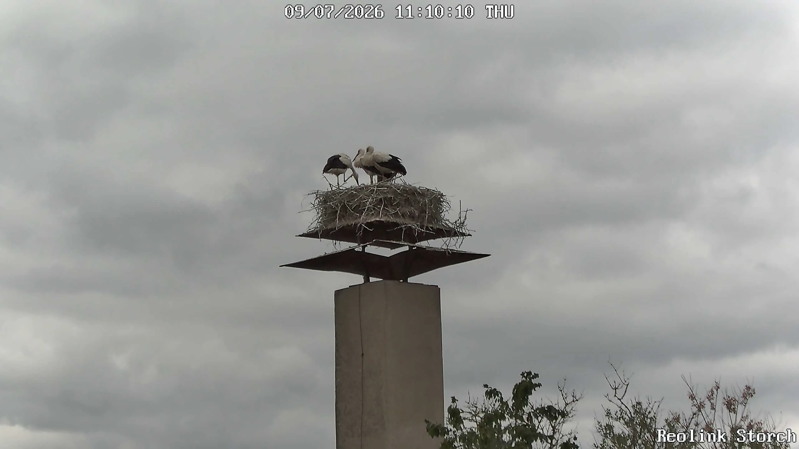 Storchencam Bild